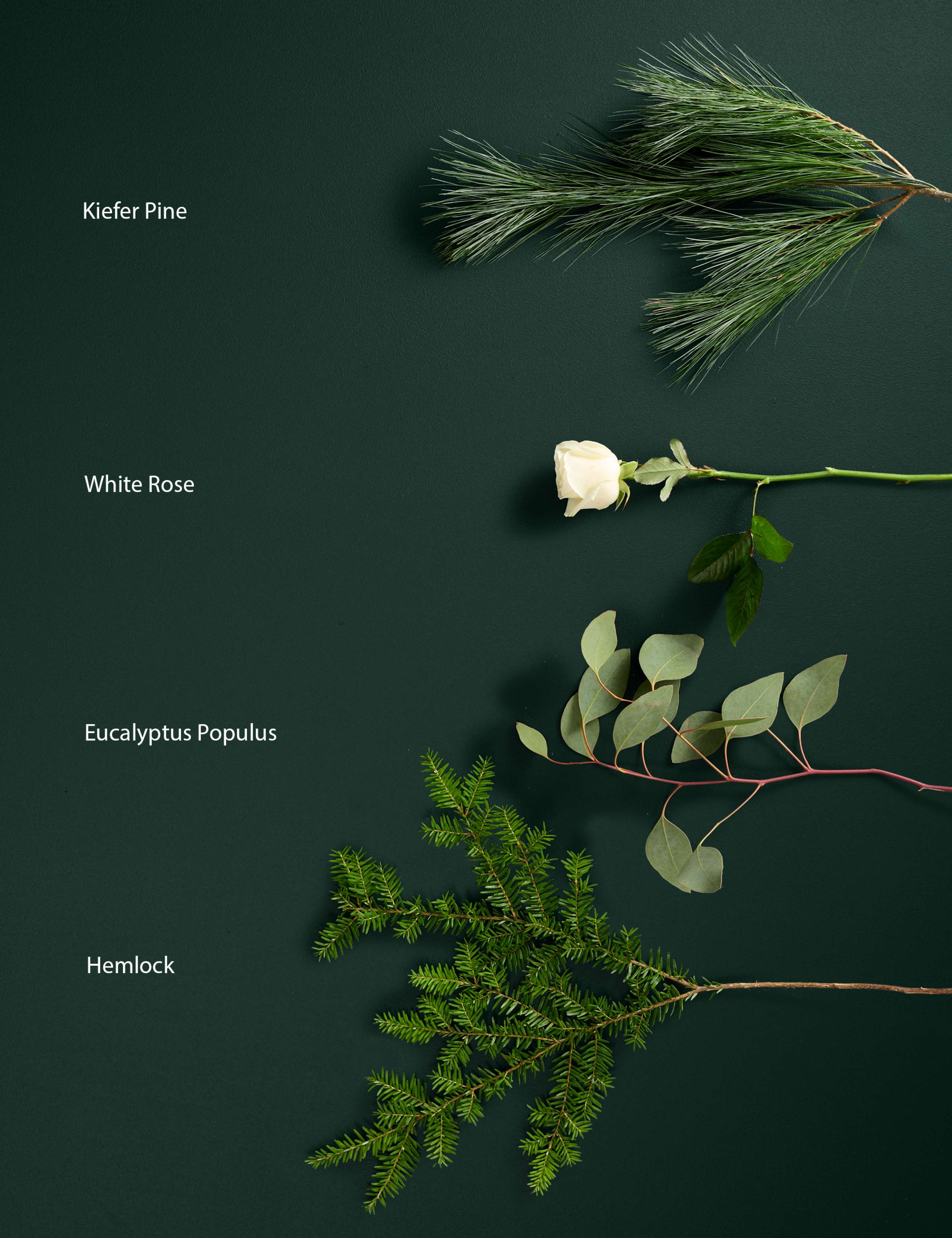 Luxury White Rose & Eucalyptus Bouquet 5 of 8