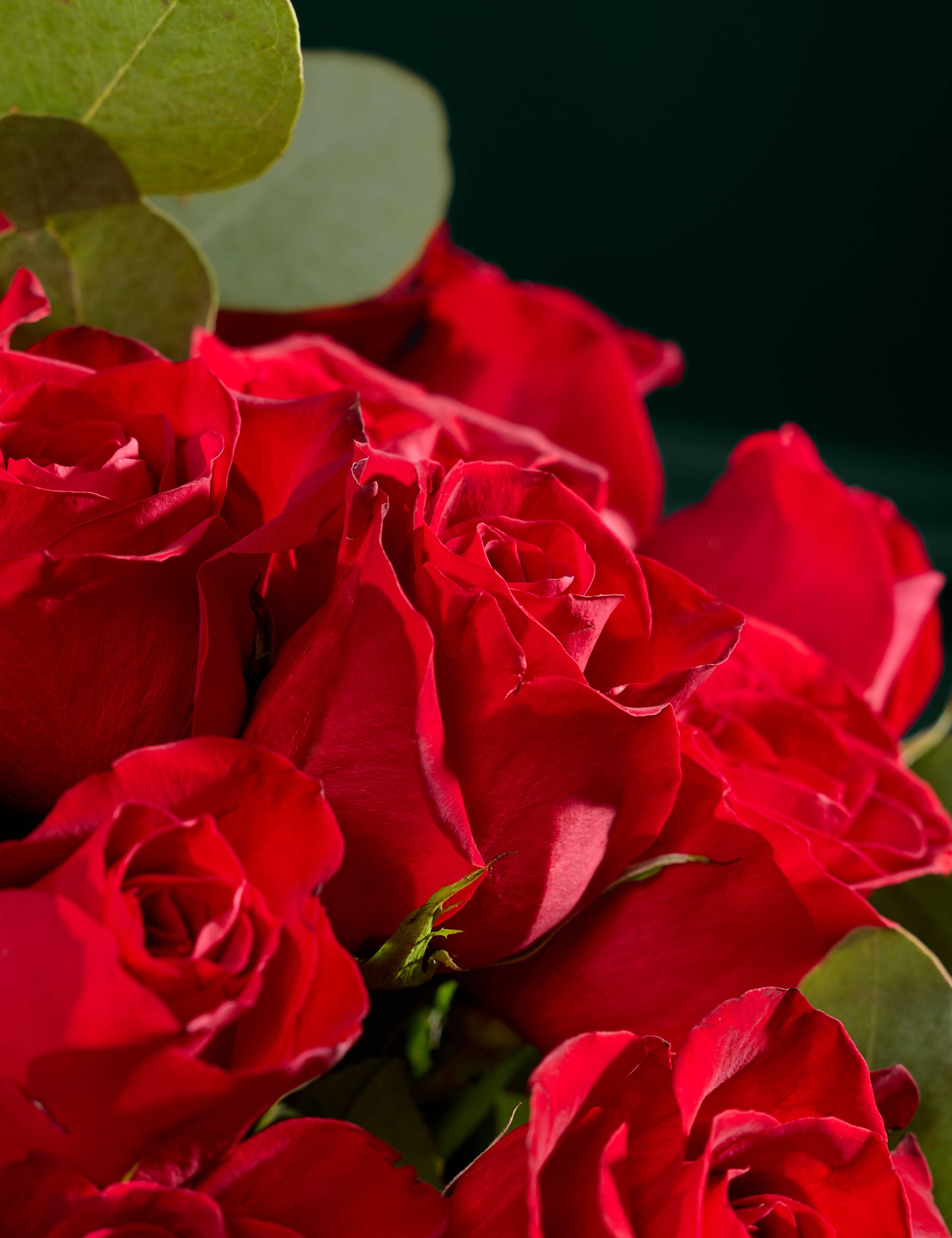 Valentine's Red Freedom® Rose & Eucalyptus Bouquet with Champagne 4 of 9