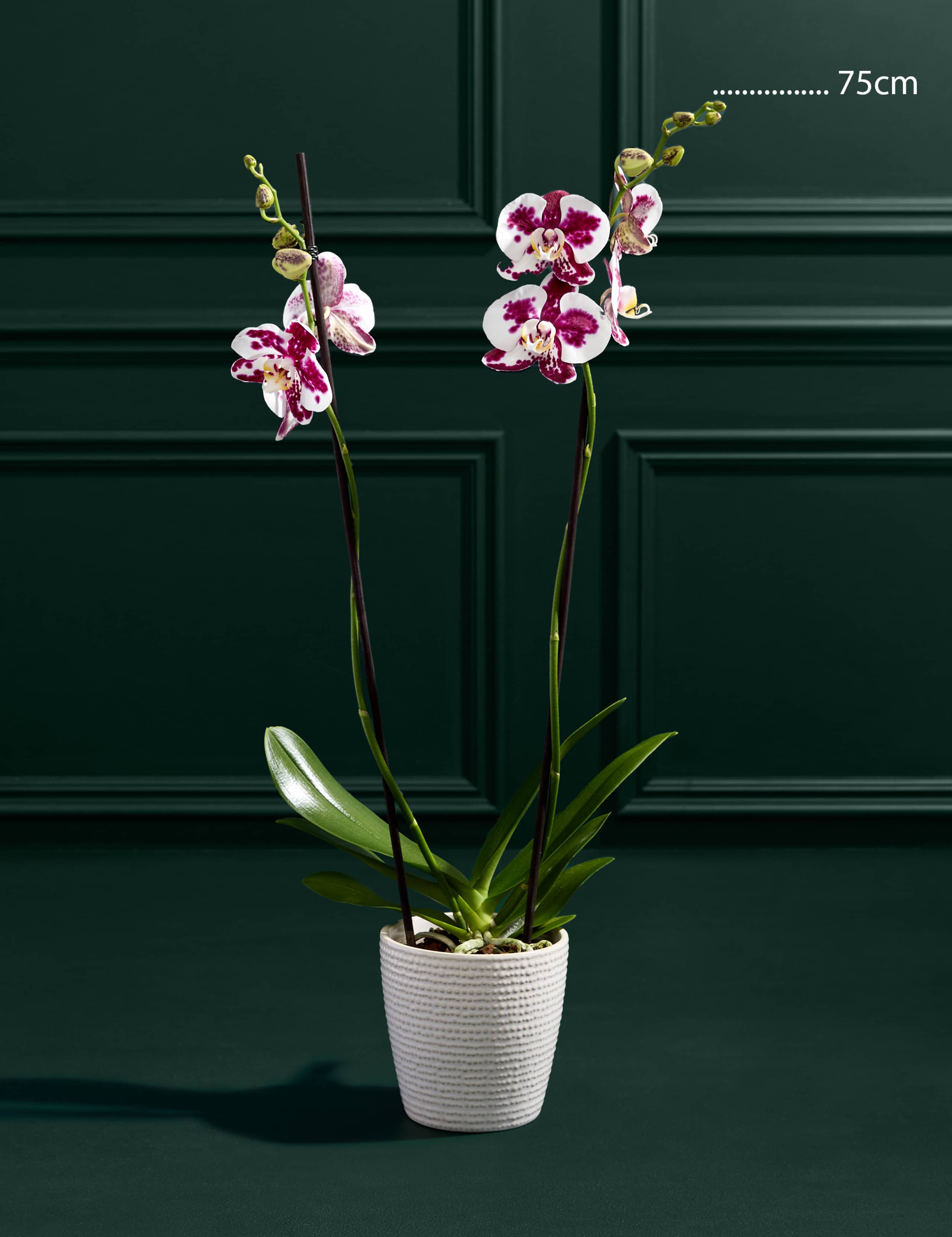 Large Marrakech Phalaenopsis Orchid in Ceramic Pot 3 of 3