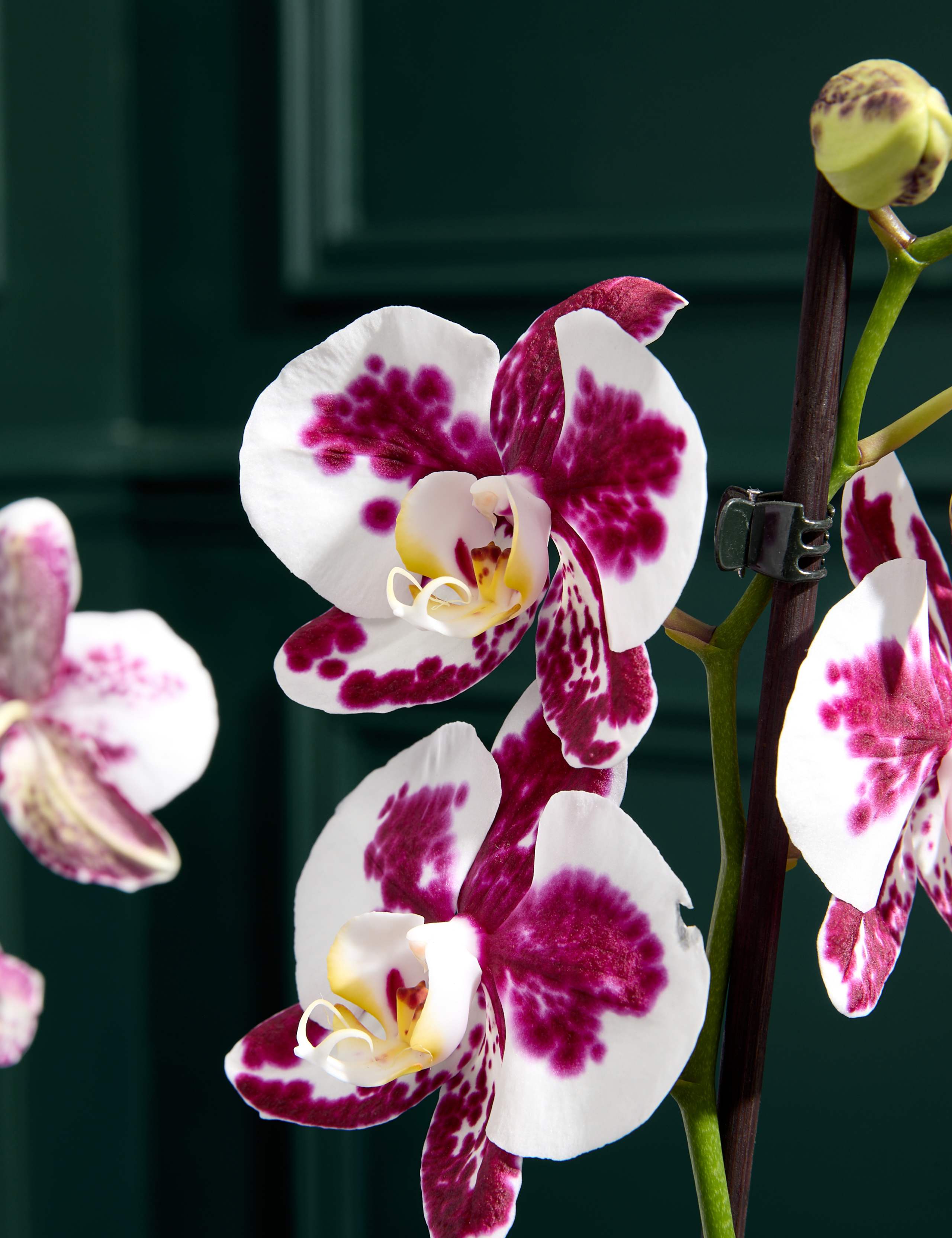 Large Marrakech Phalaenopsis Orchid in Ceramic Pot 2 of 3