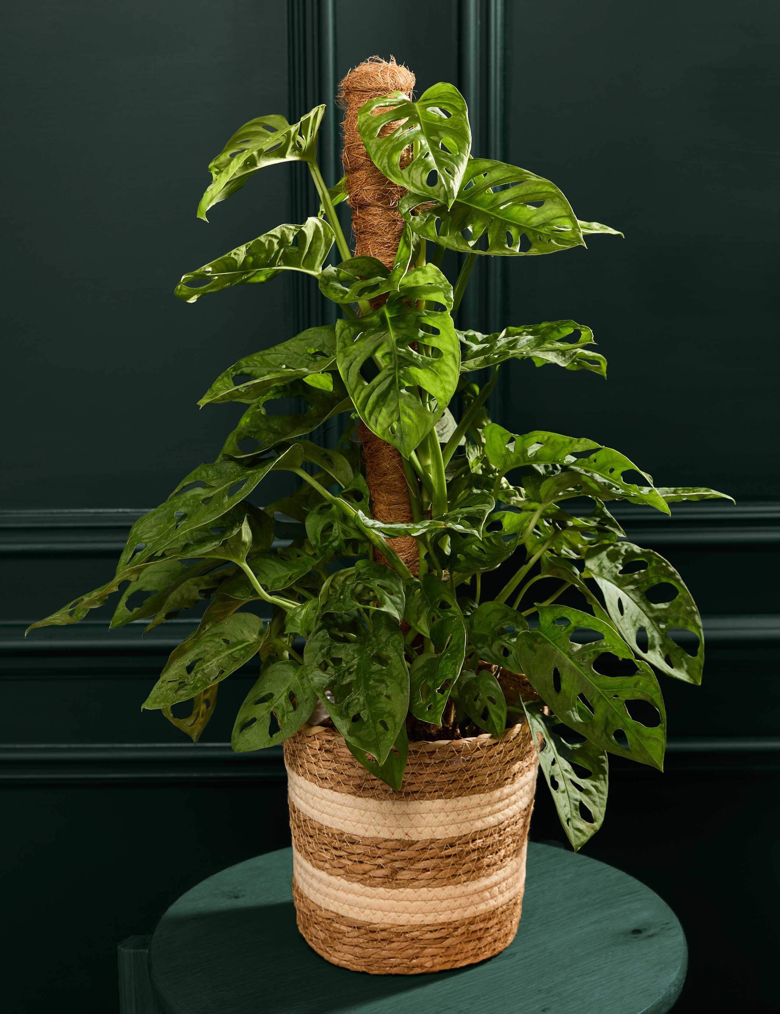 Large Monstera On Moss Pole 1 of 3