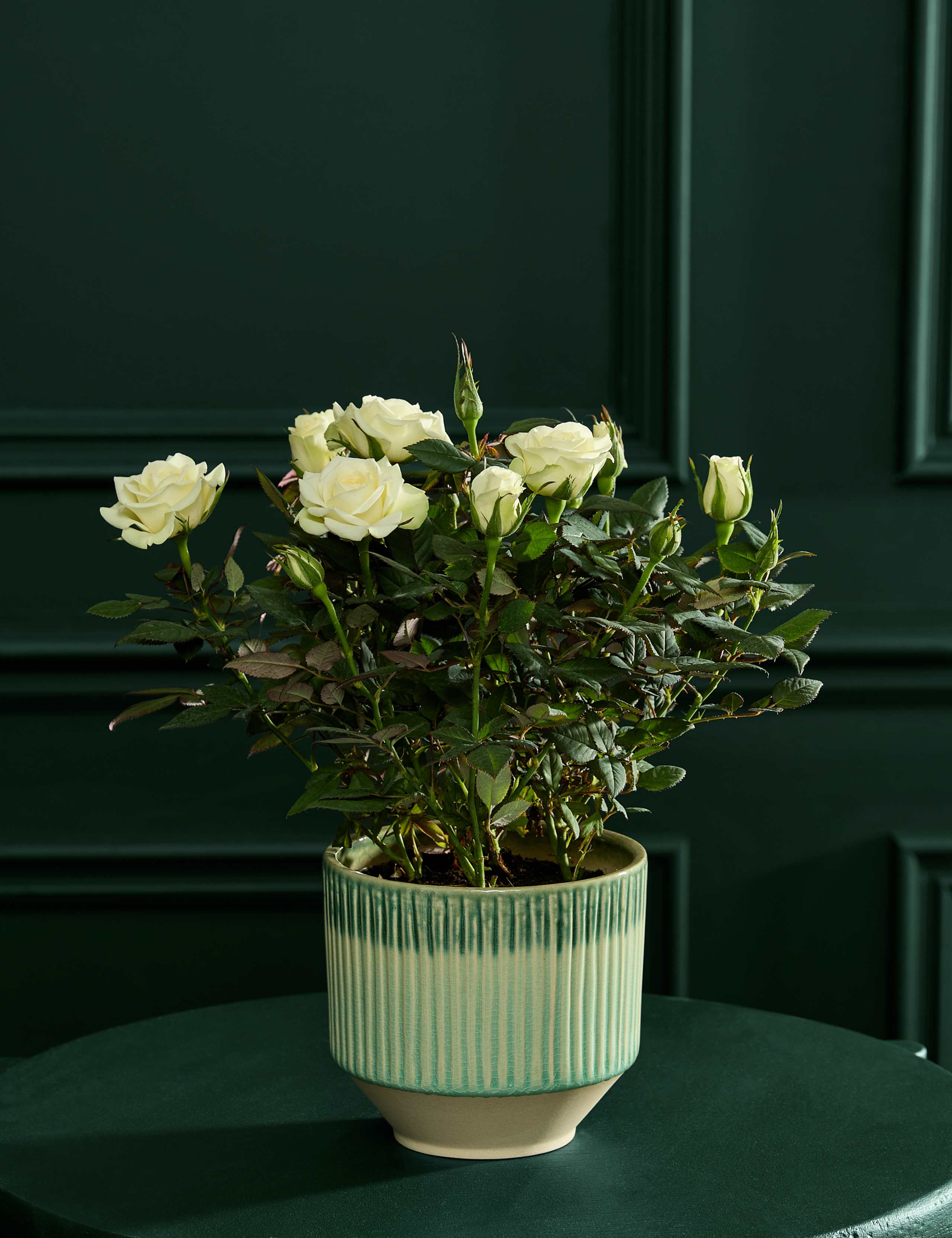 Champagne Rose in Ceramic Pot 1 of 6