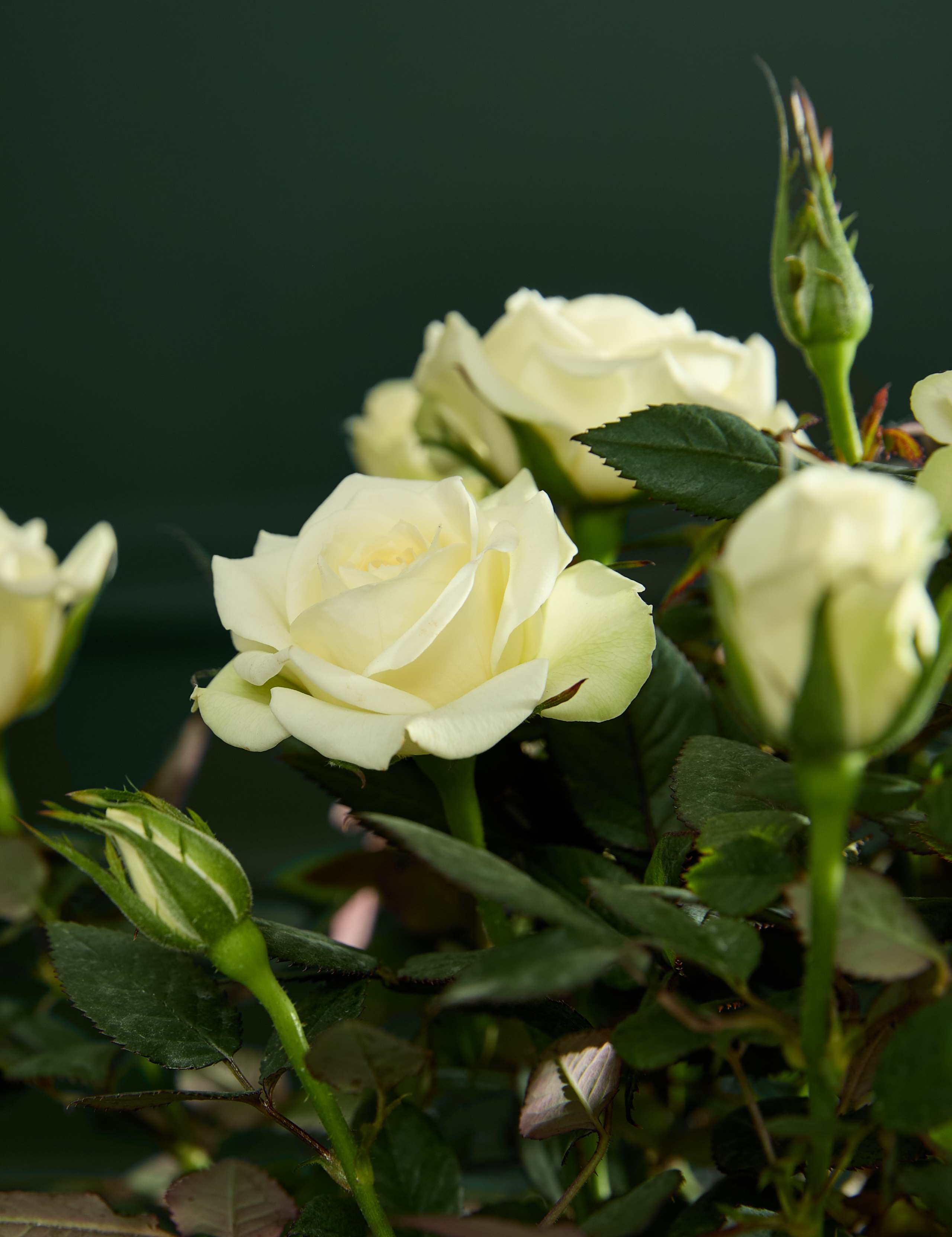 Champagne Rose in Ceramic Pot 3 of 6