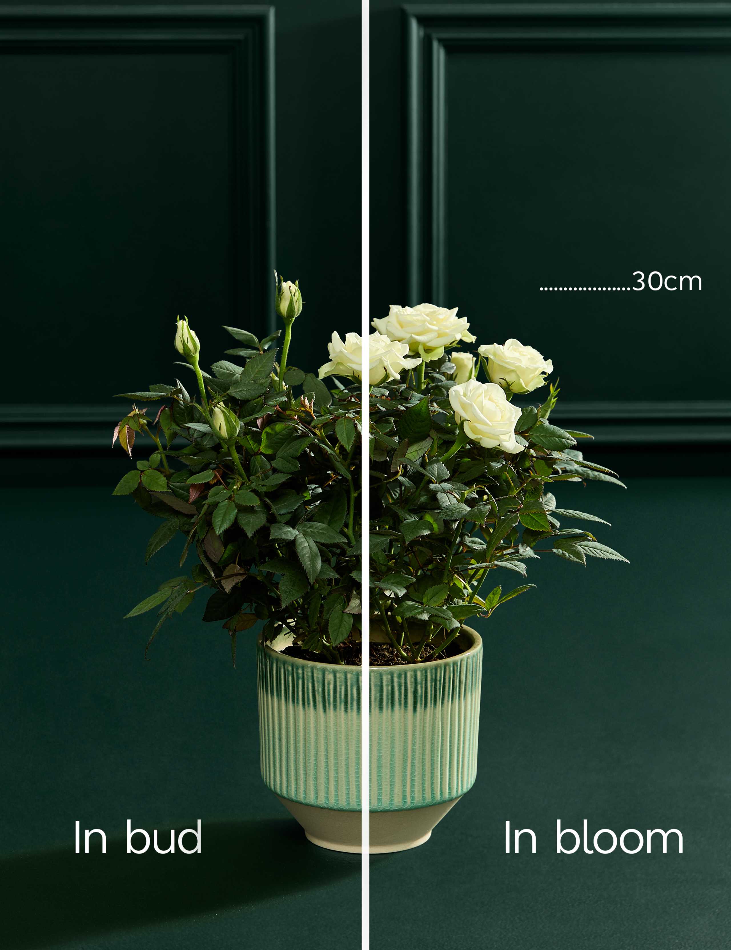 Champagne Rose in Ceramic Pot 4 of 6