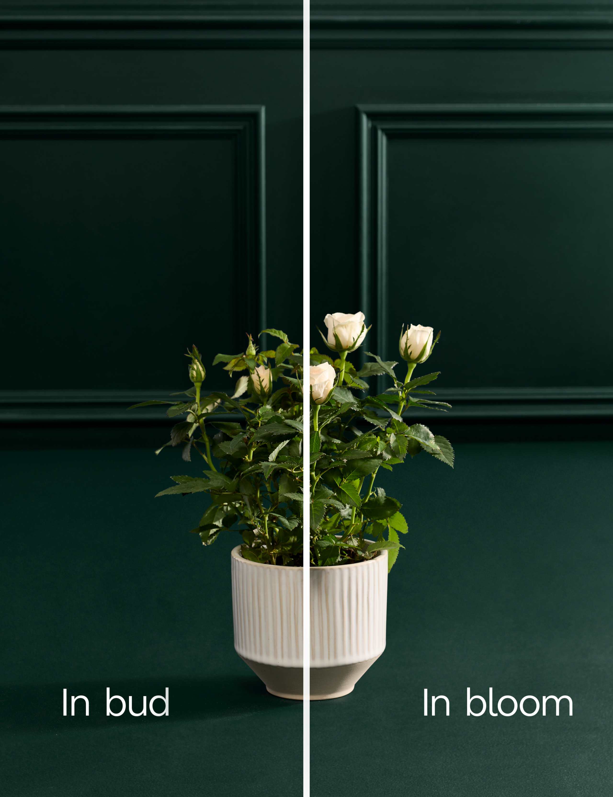 Luxury White Rose in Ceramic Pot 3 of 3