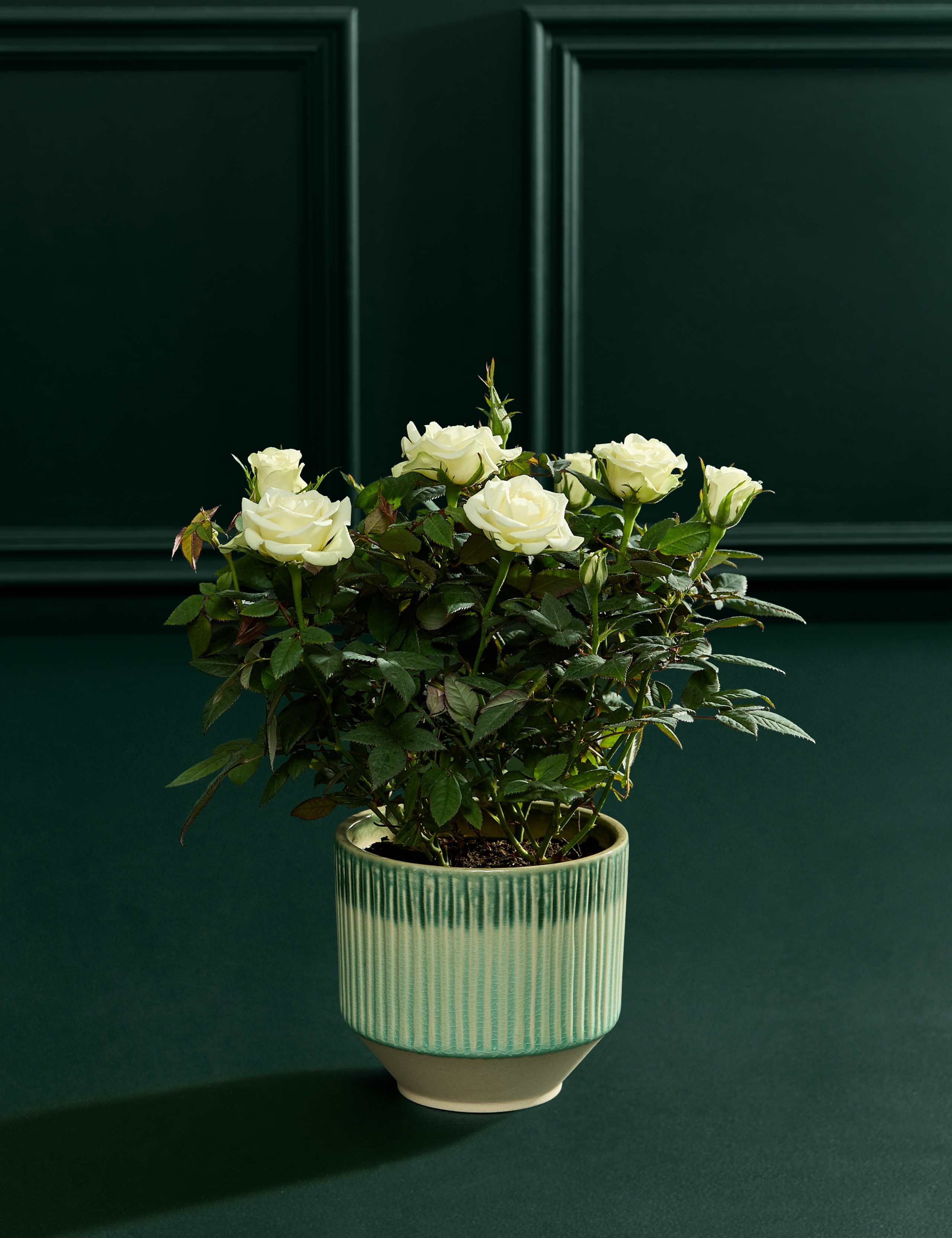 Champagne Rose in Ceramic Pot 2 of 6