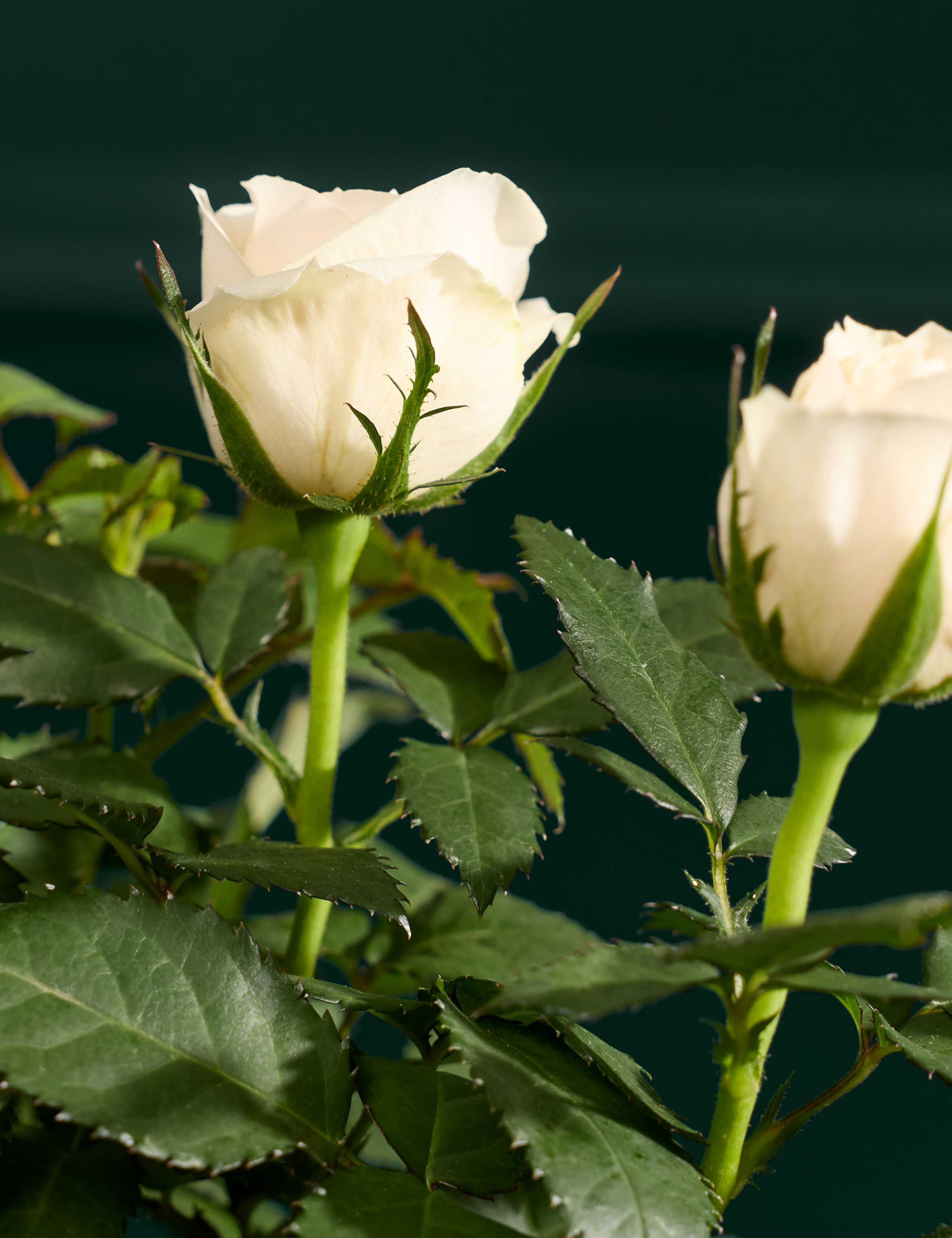 Luxury White Rose in Ceramic Pot 2 of 3