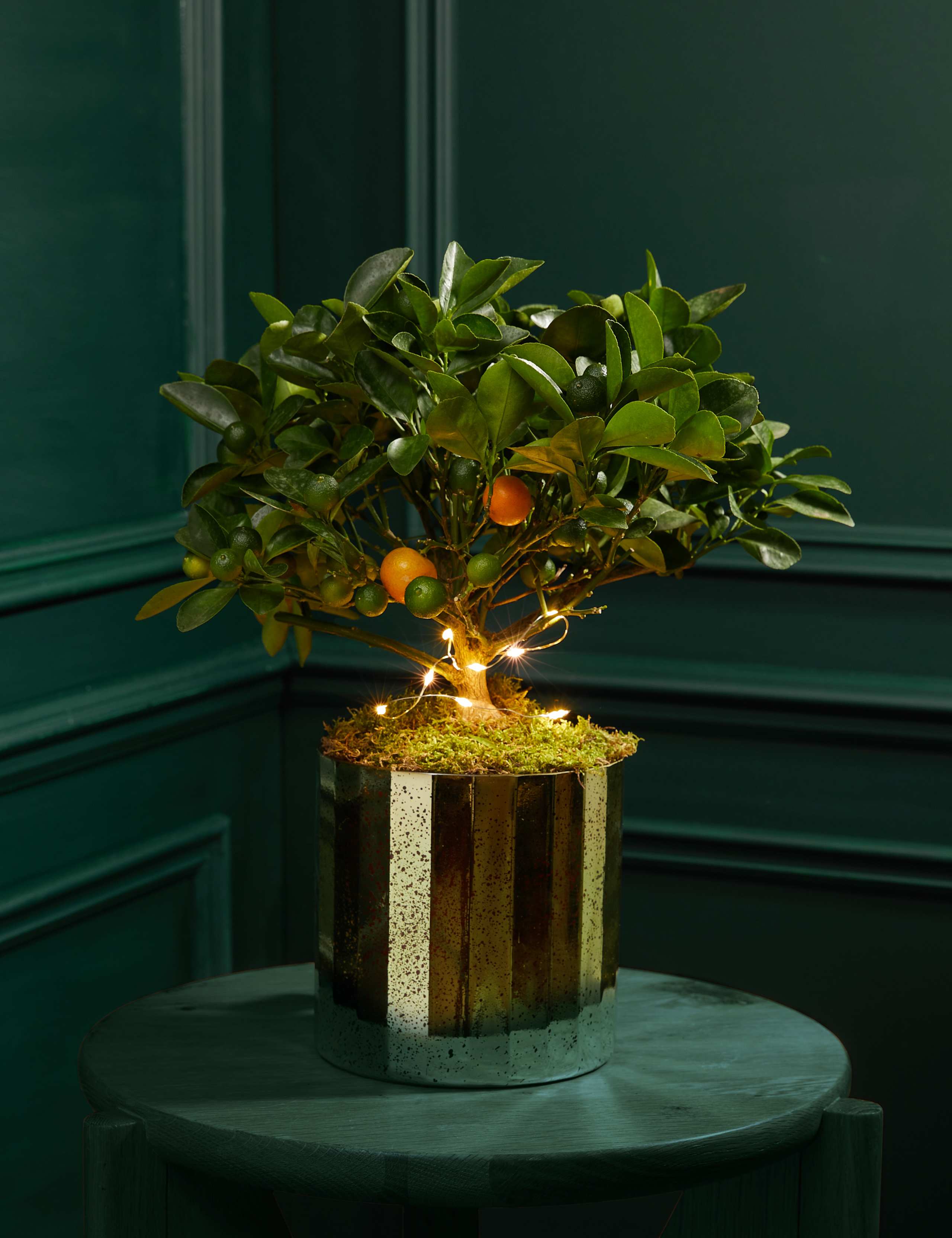 Festive Citrus Tree 1 of 3
