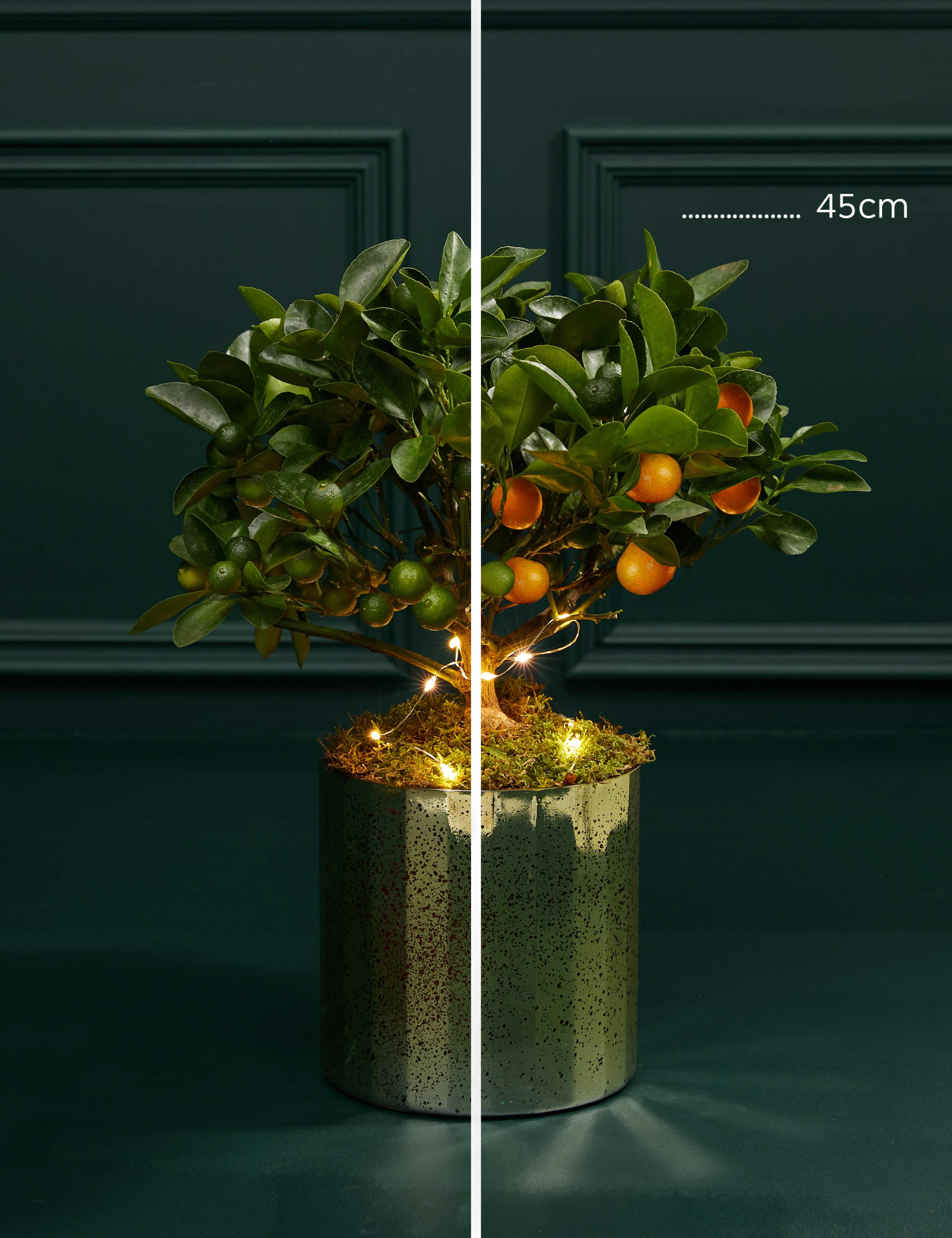 Festive Citrus Tree 3 of 3
