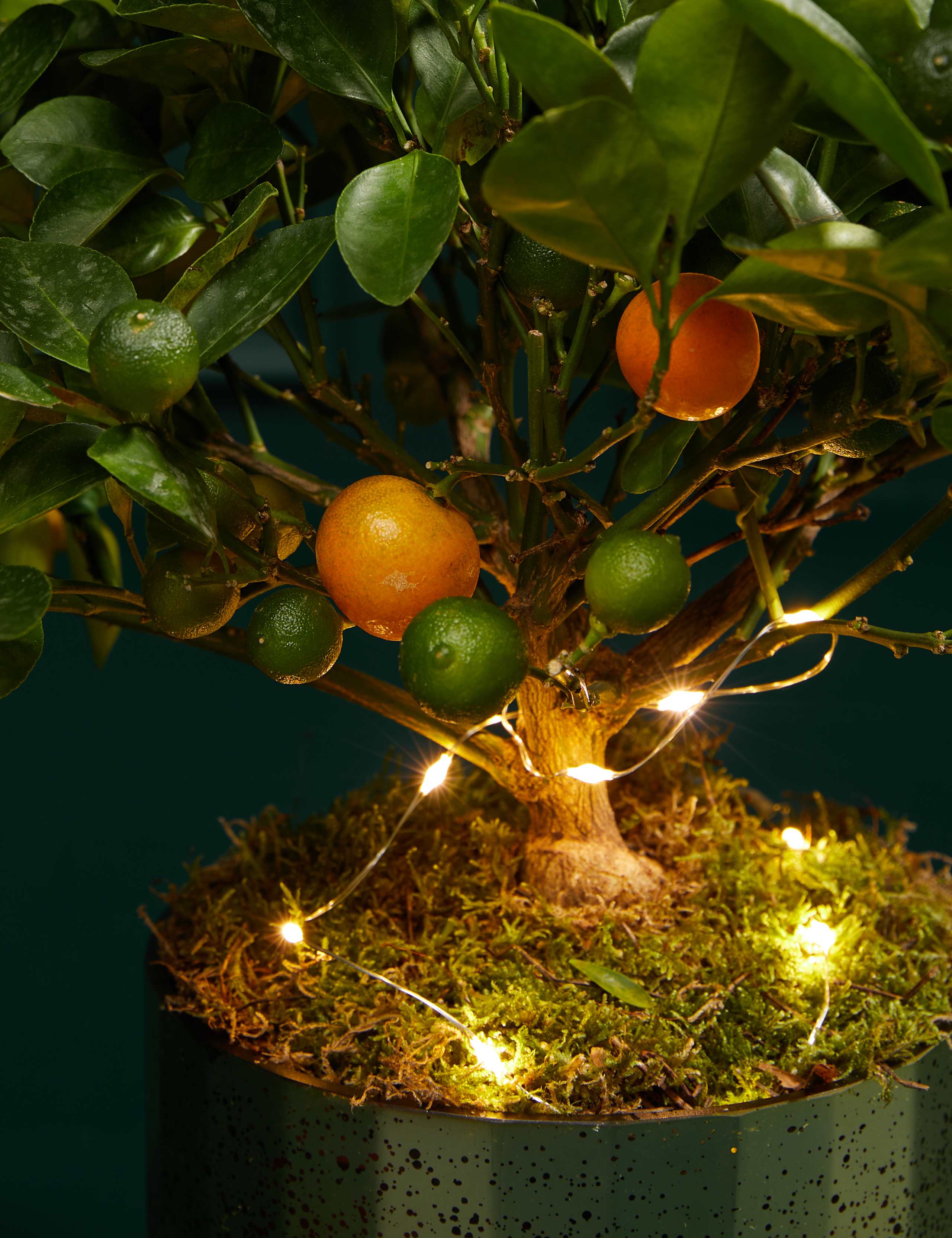 Festive Citrus Tree 2 of 3