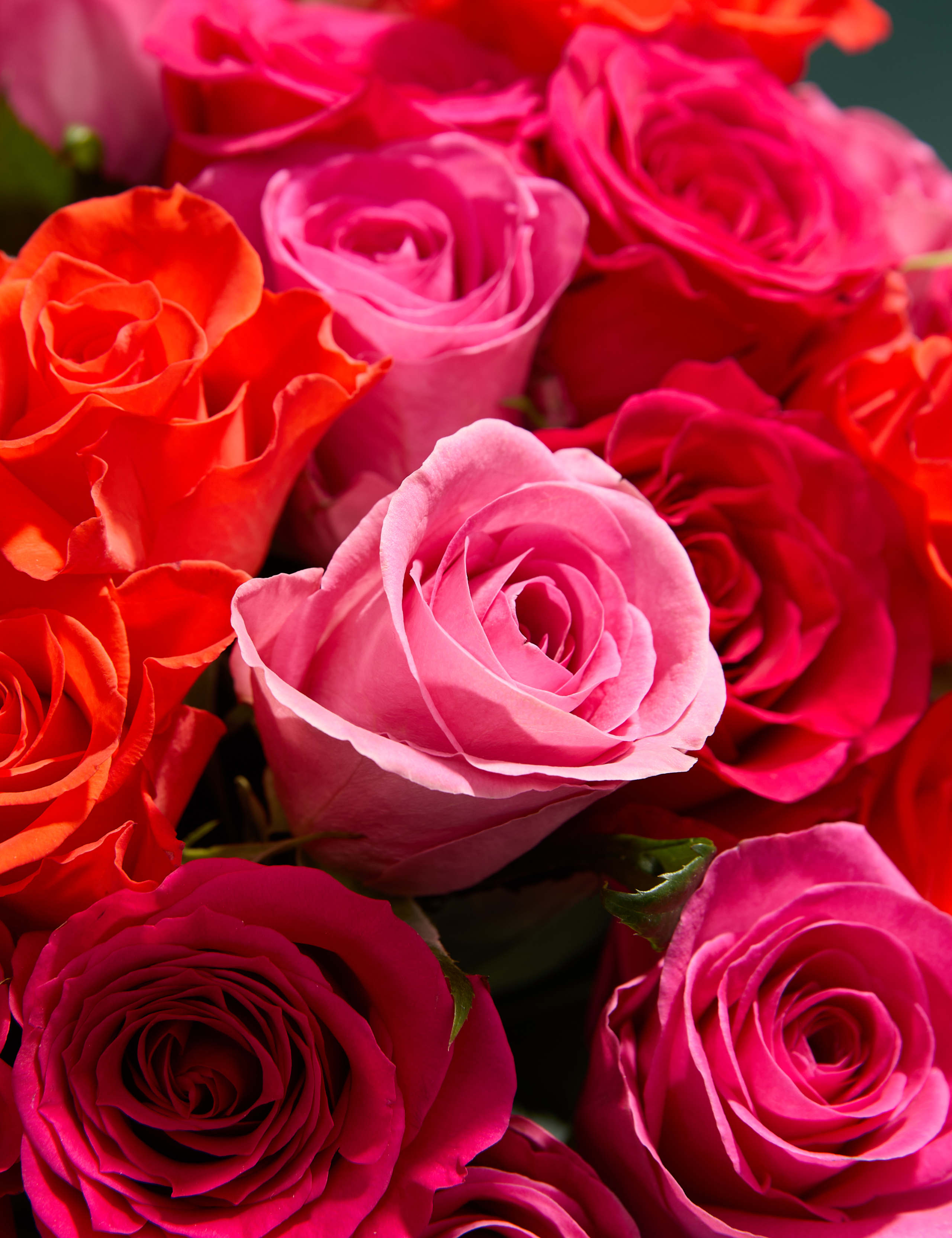 Radiant Rose Abundance Bouquet with Swiss Chocolates 3 of 6