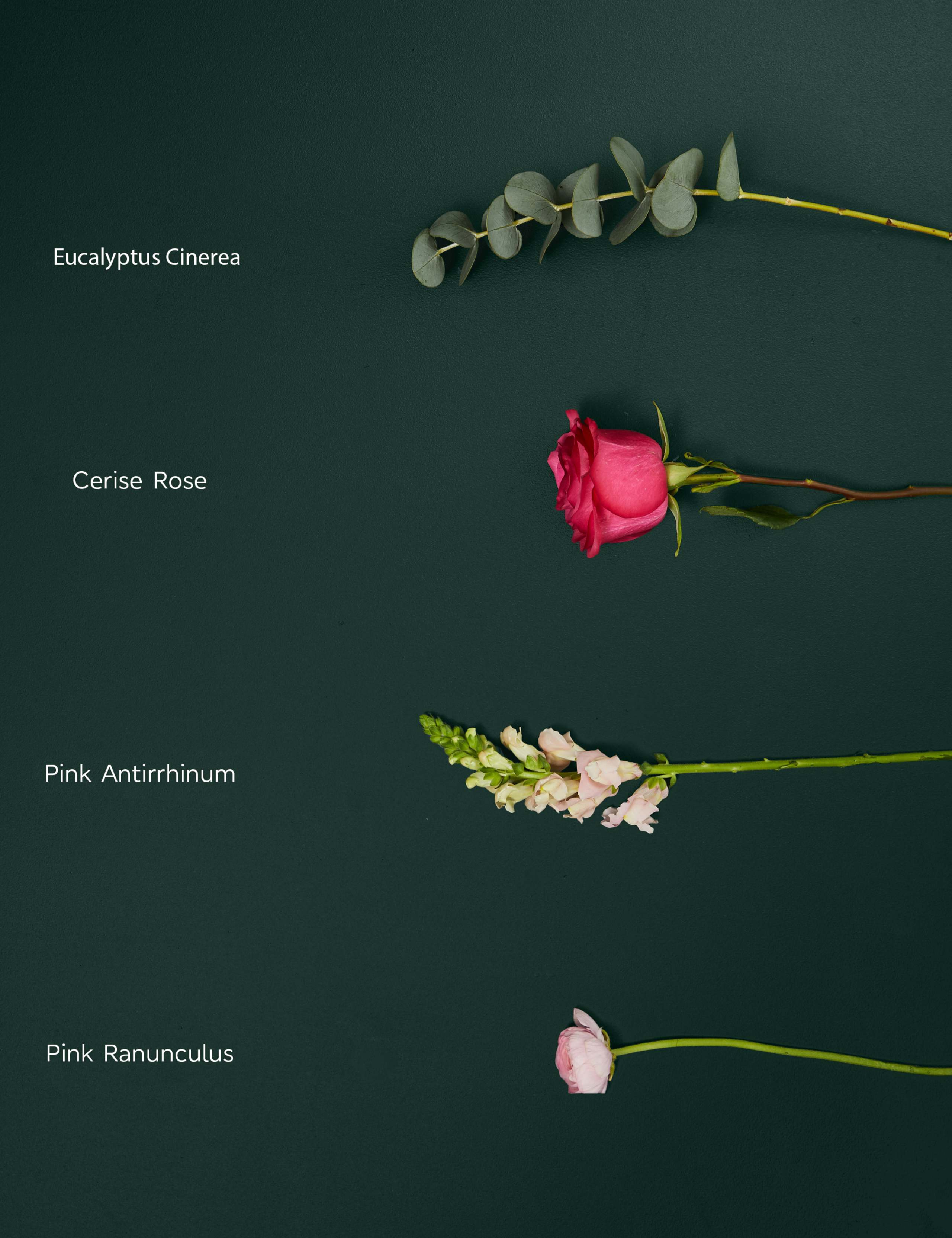 Rose, Antirrhinum & Ranunculus Bouquet 4 of 7