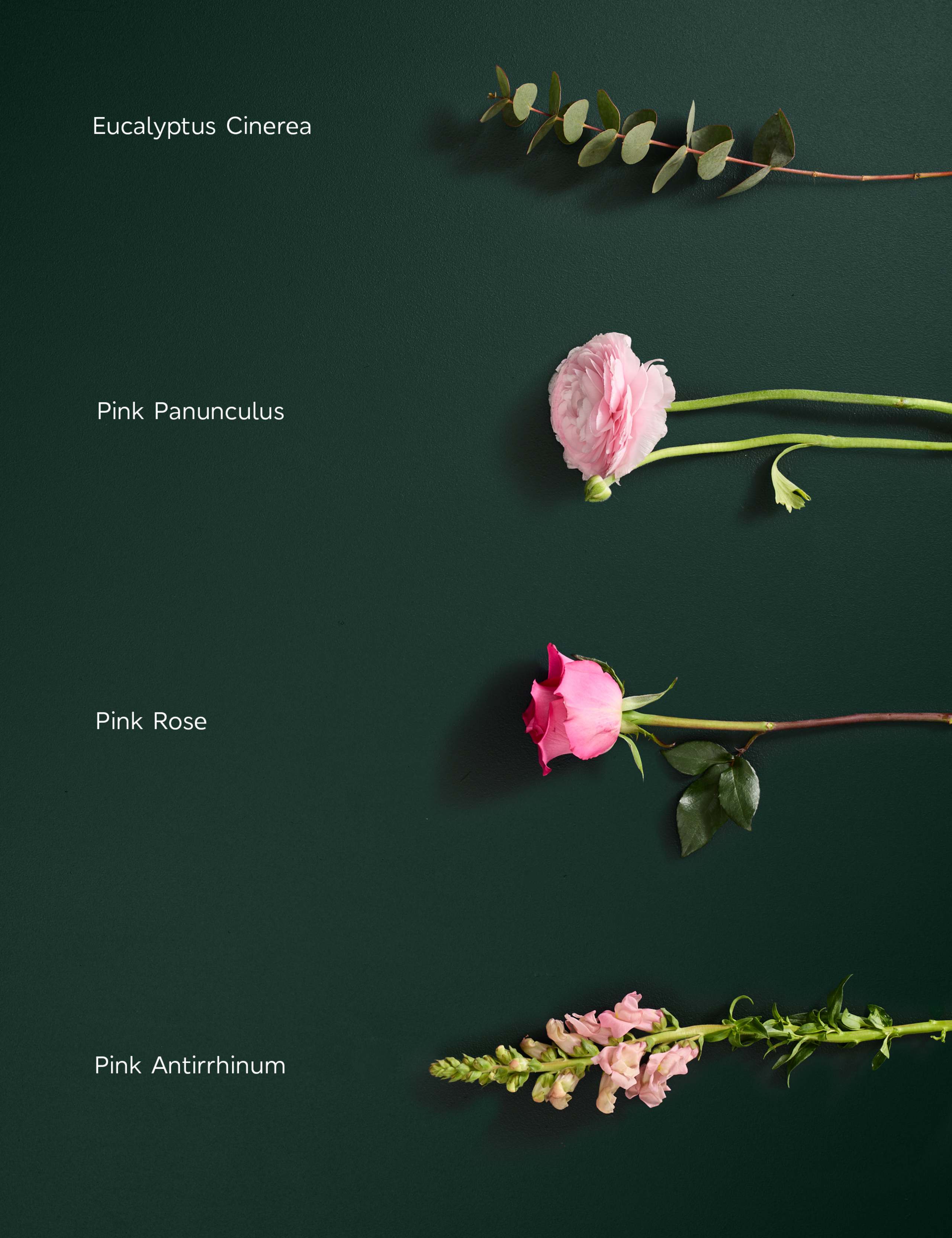 Rose & Ranunculus Bouquet 4 of 7