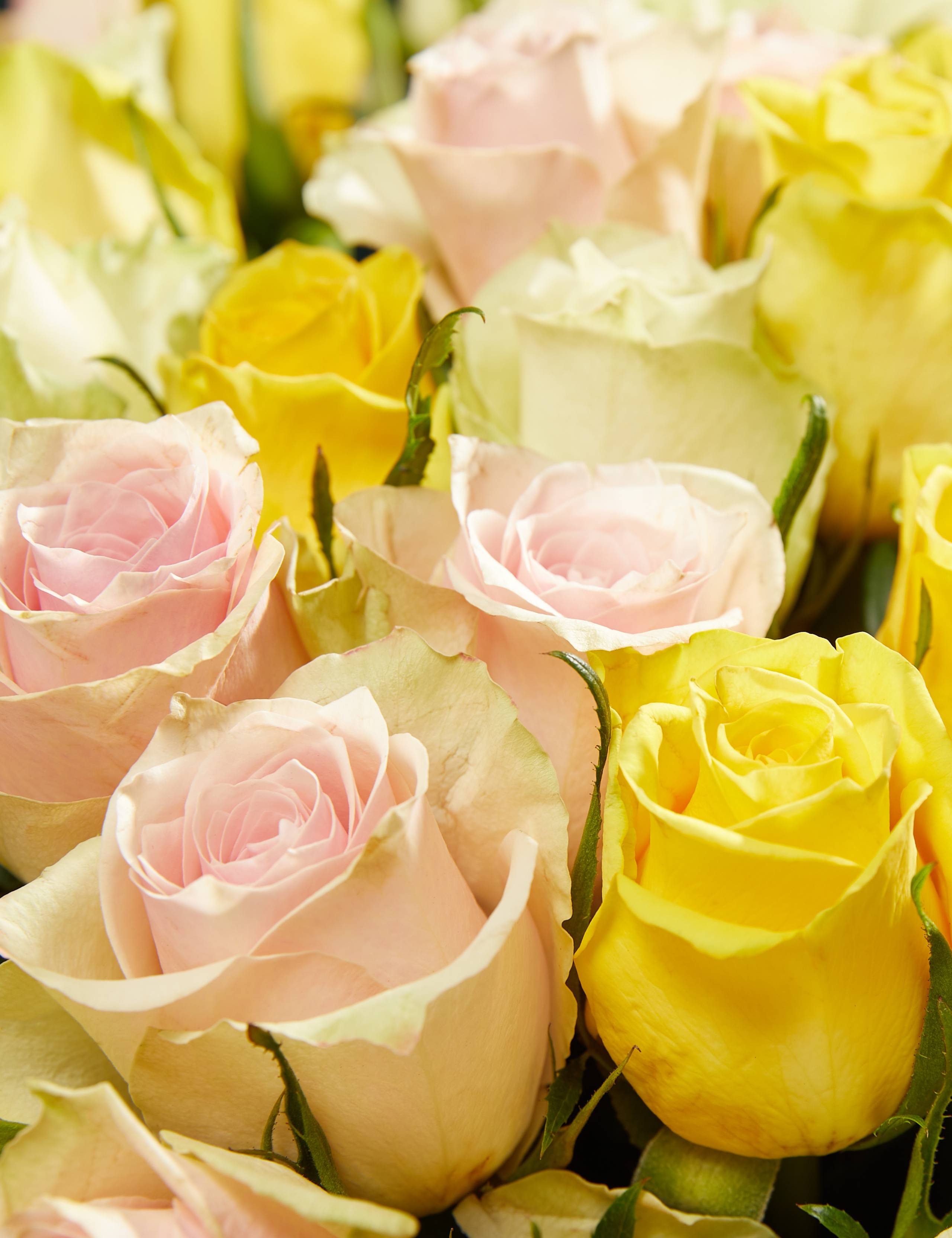 Extra Large Yellow Rose Abundance Bouquet 3 of 6