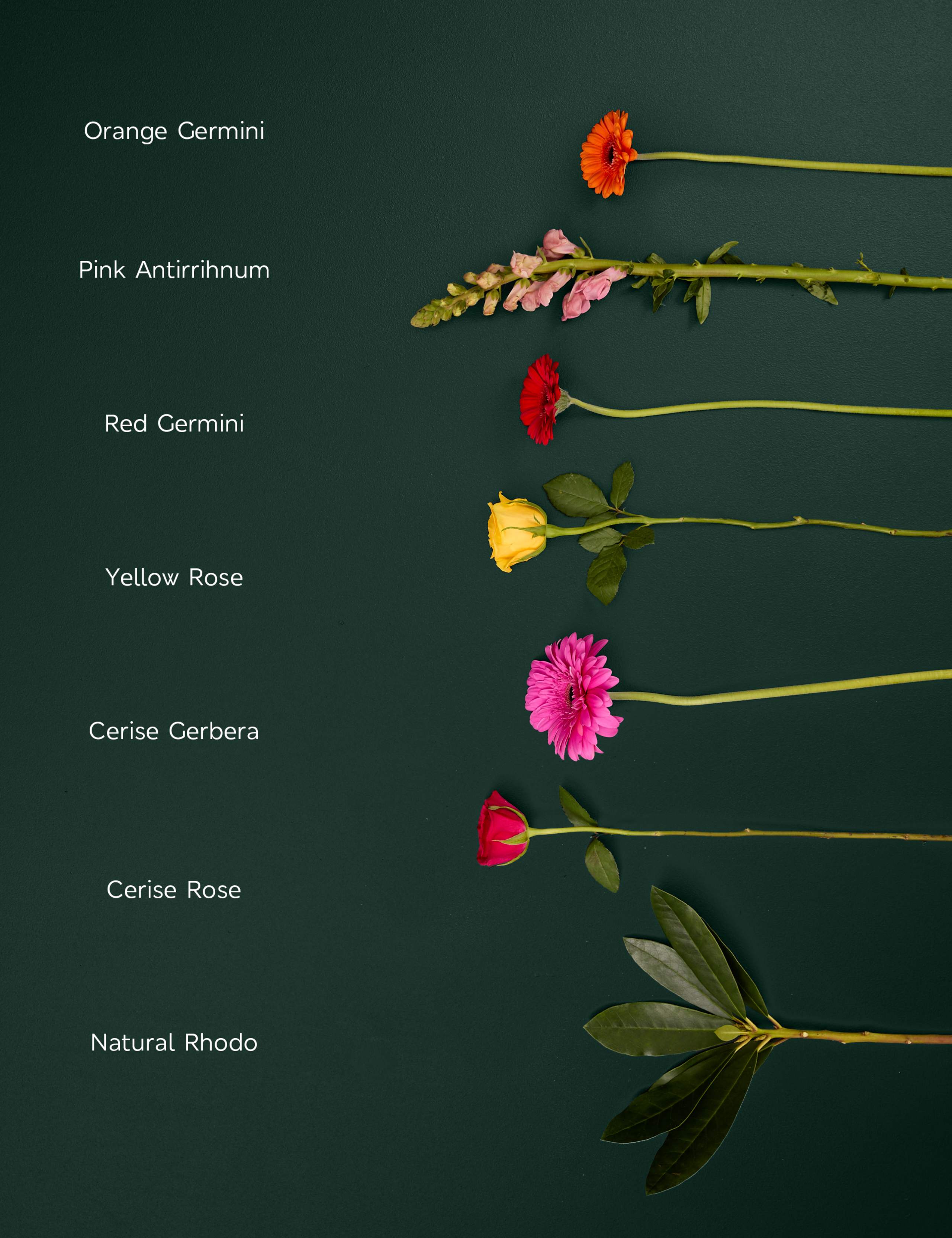 Bright Rose, Germini & Antirrhinum Bouquet 4 of 6