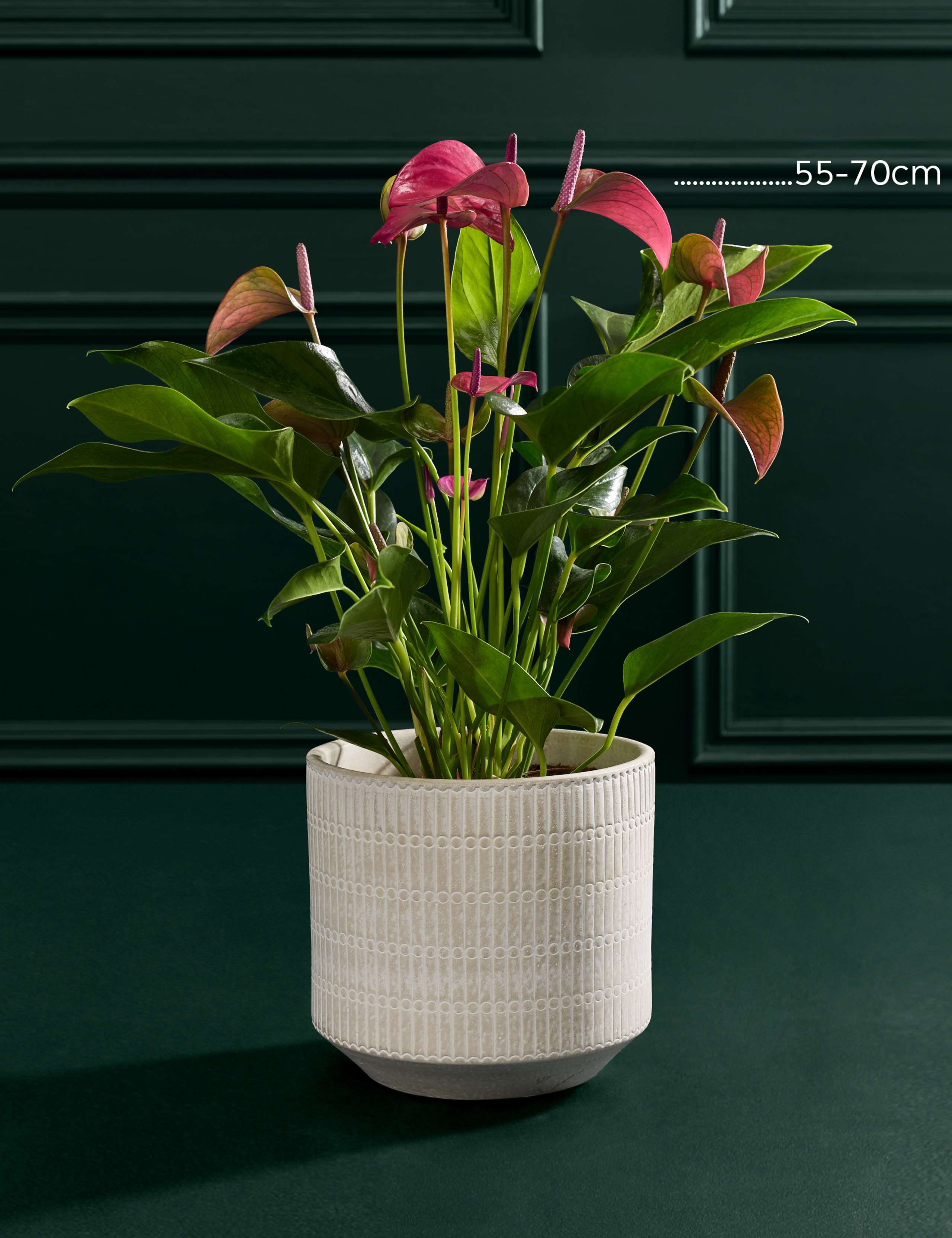 Purple Anthurium in Ceramic Pot 3 of 3