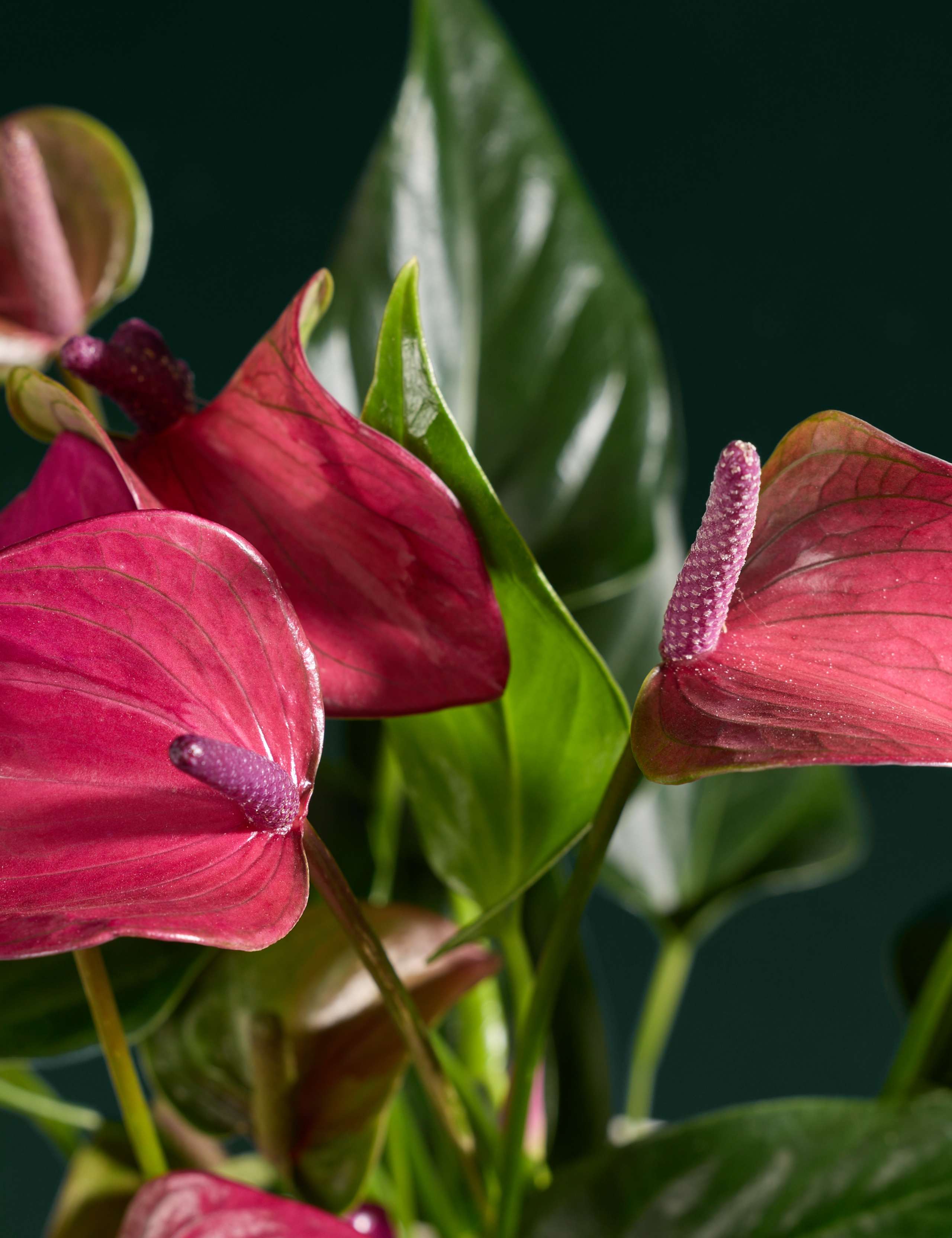 Purple Anthurium in Ceramic Pot 2 of 3