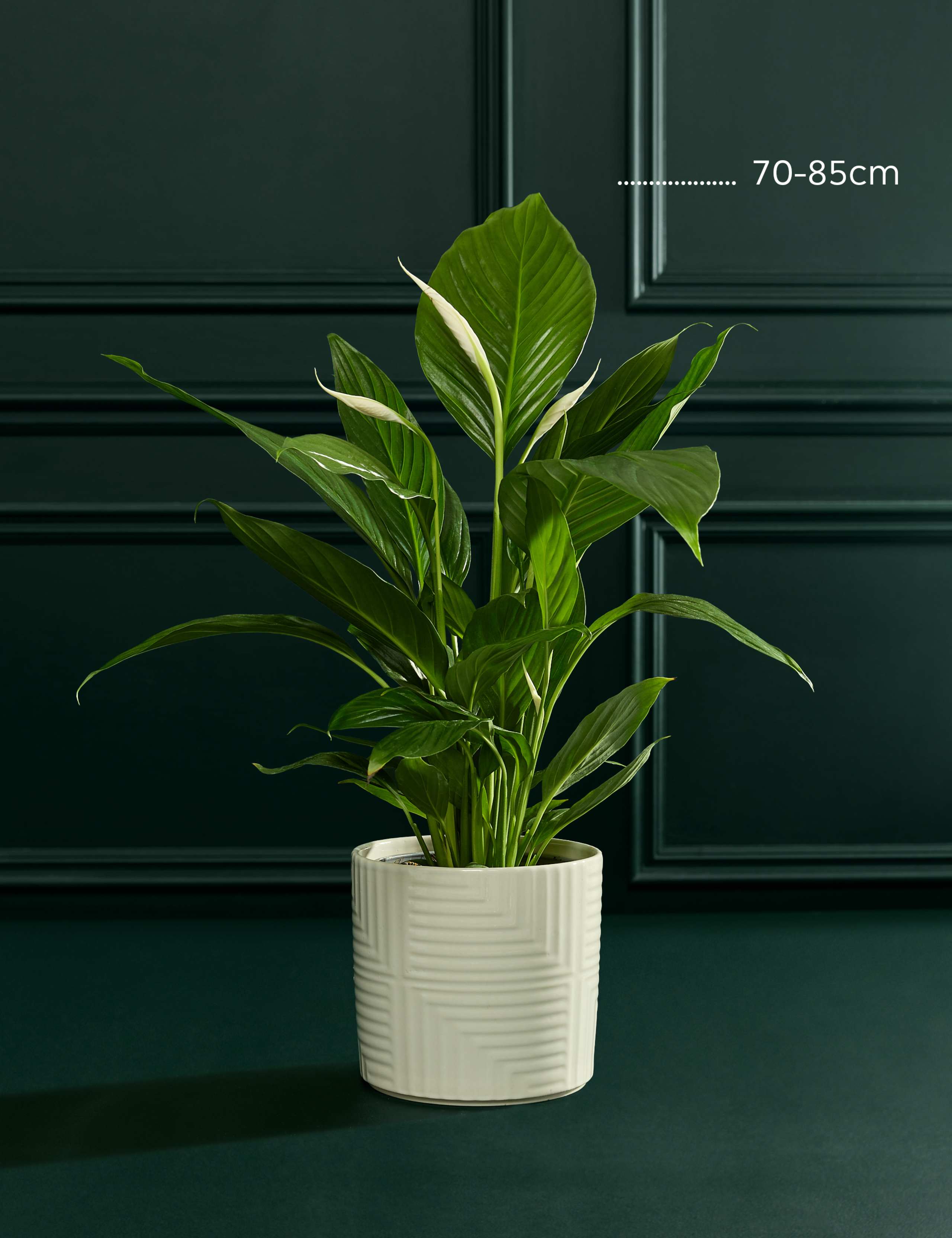 Peace Lily in Ceramic Pot 3 of 5