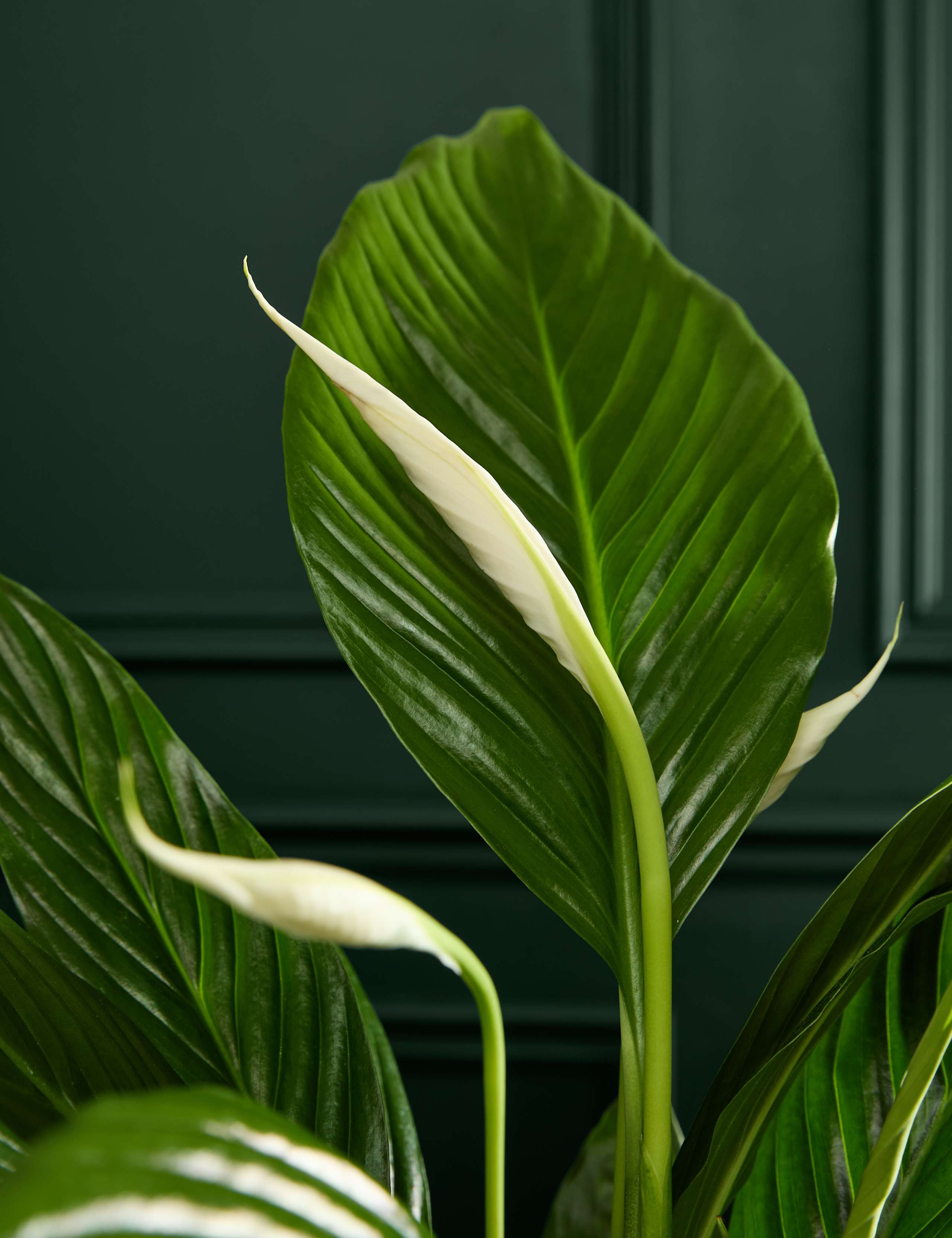 Peace Lily in Ceramic Pot 2 of 5