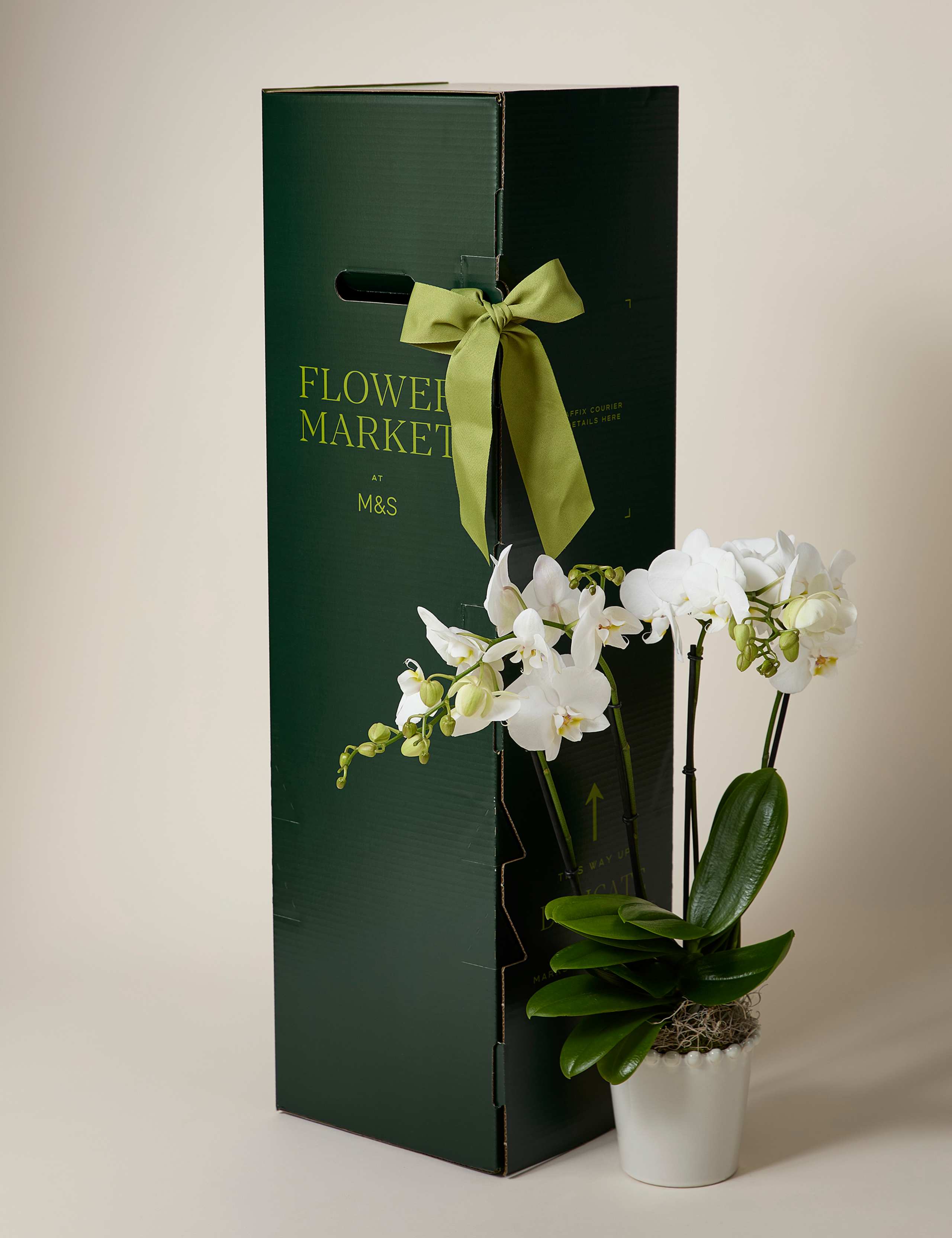 Kelly Hoppen Orchid in Ceramic Pot 4 of 6