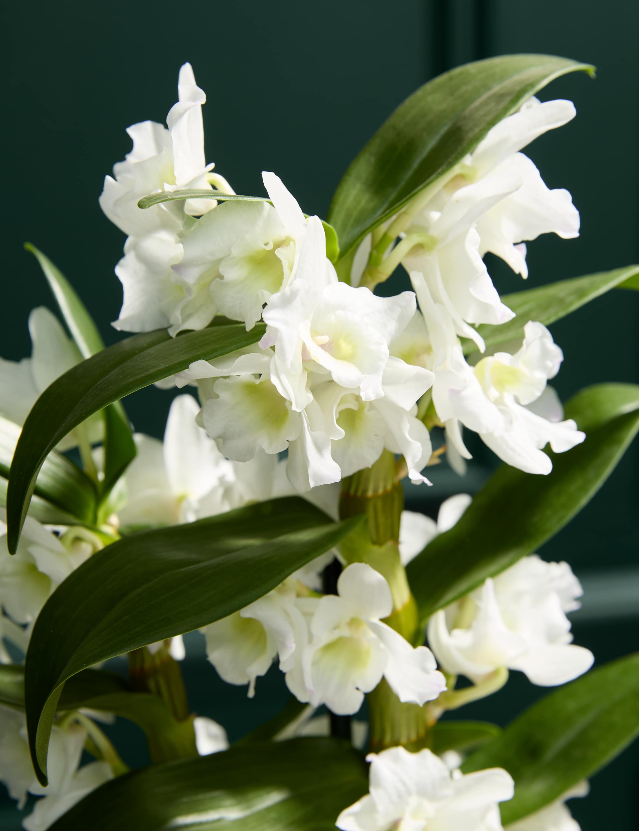 Orchid in Ceramic Pot 2 of 6