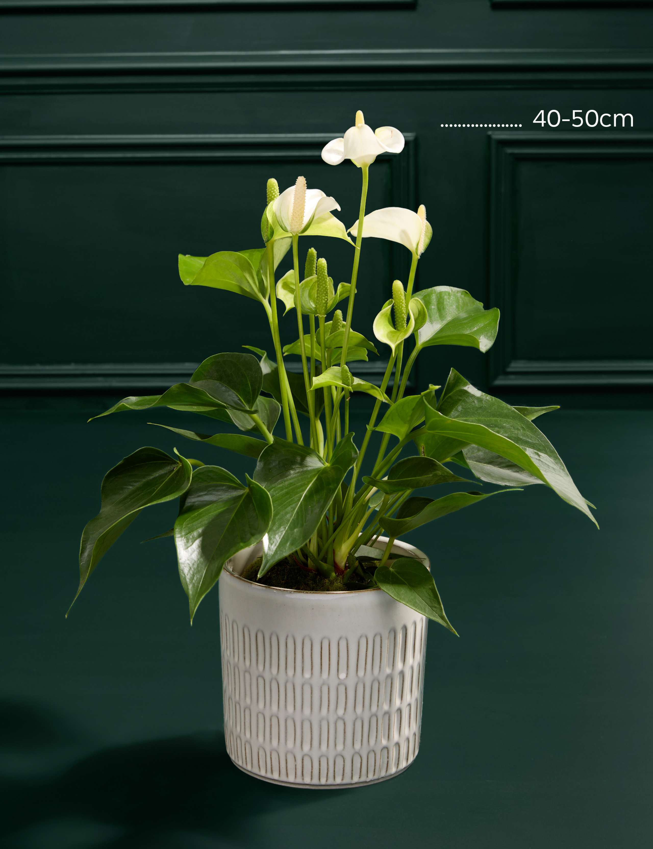 Thinking Of You Anthurium with Chocolates & Scented Candle 3 of 5