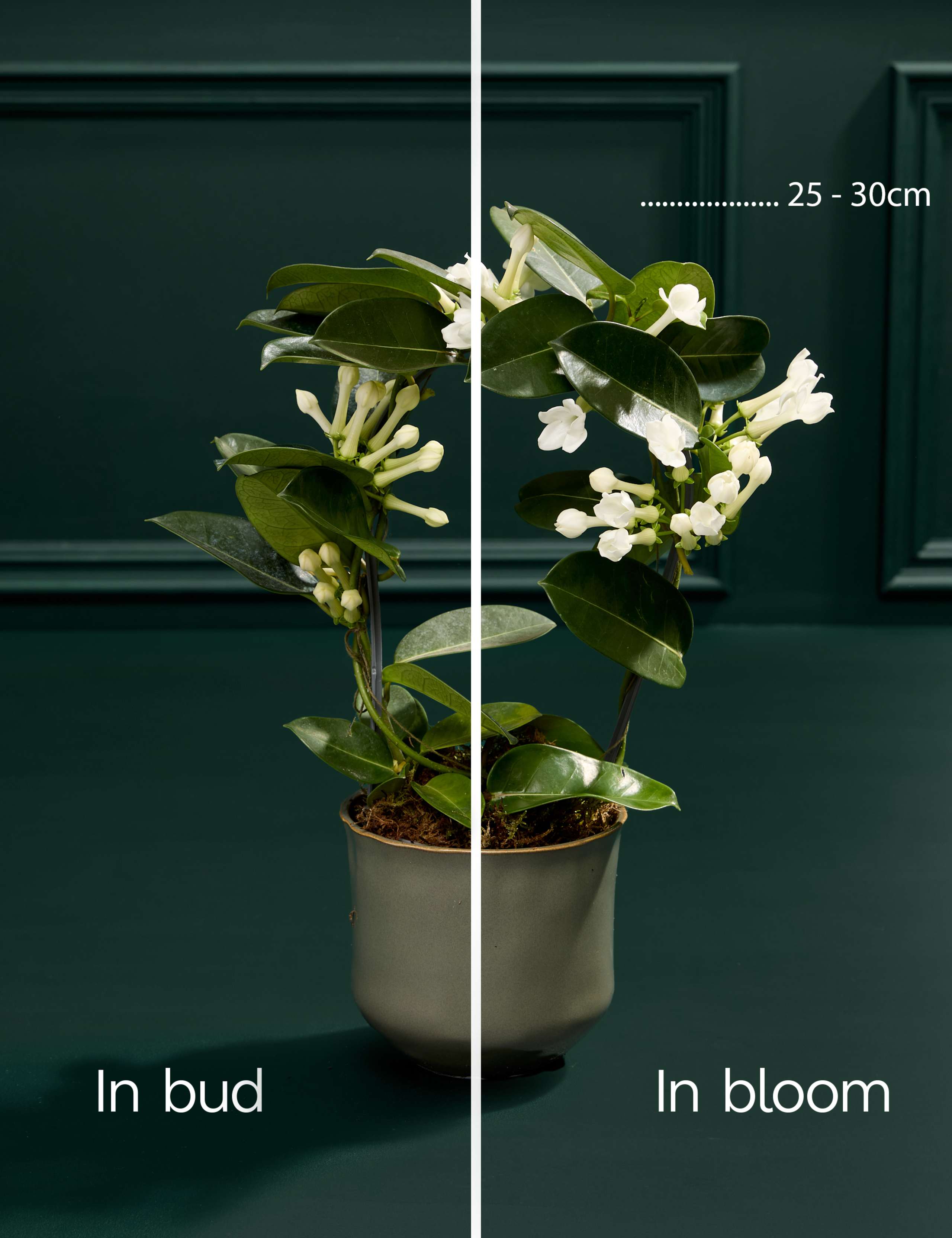 Stephanotis Hoop in Ceramic Pot 3 of 4