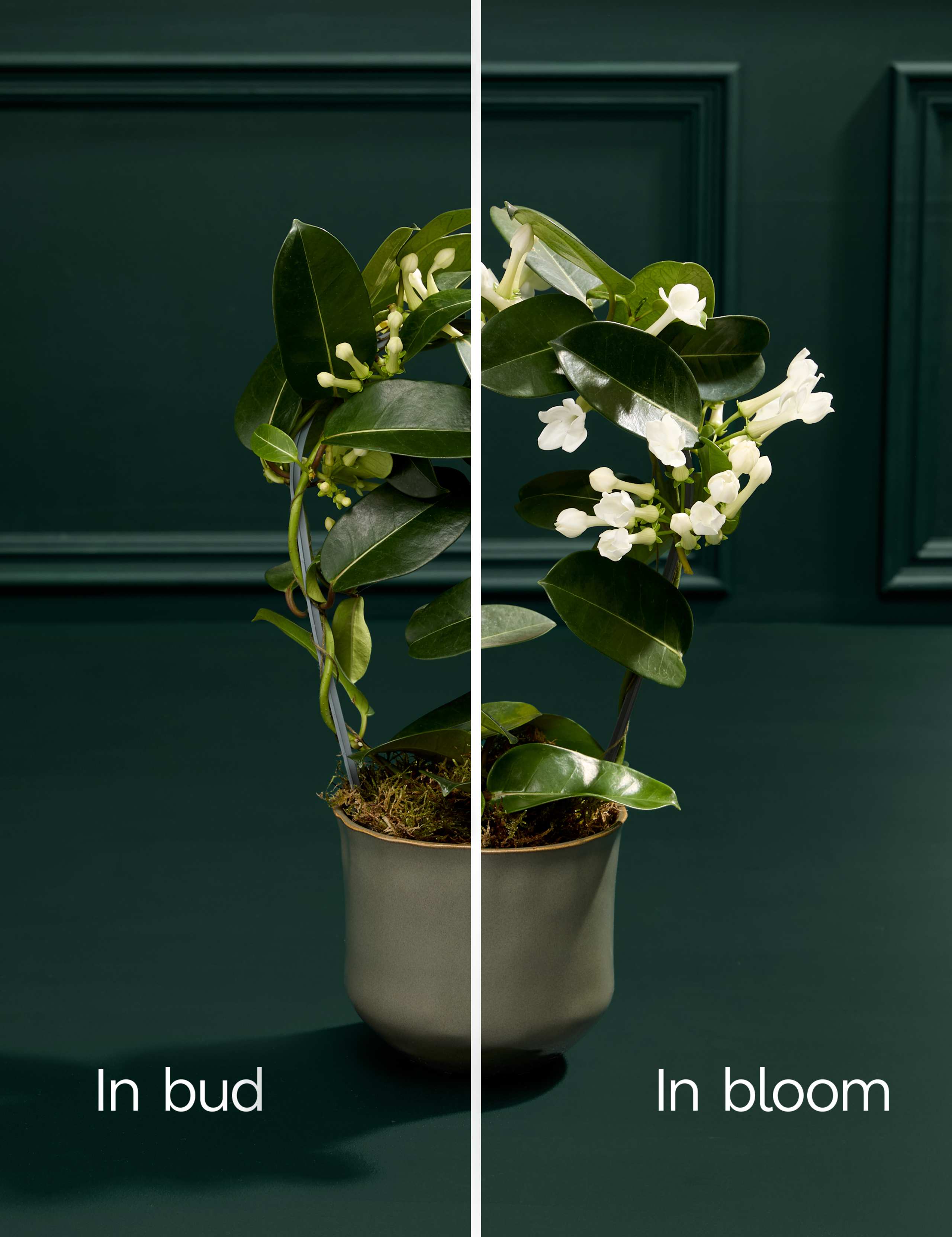 Stephanotis Hoop in Ceramic Pot 4 of 4