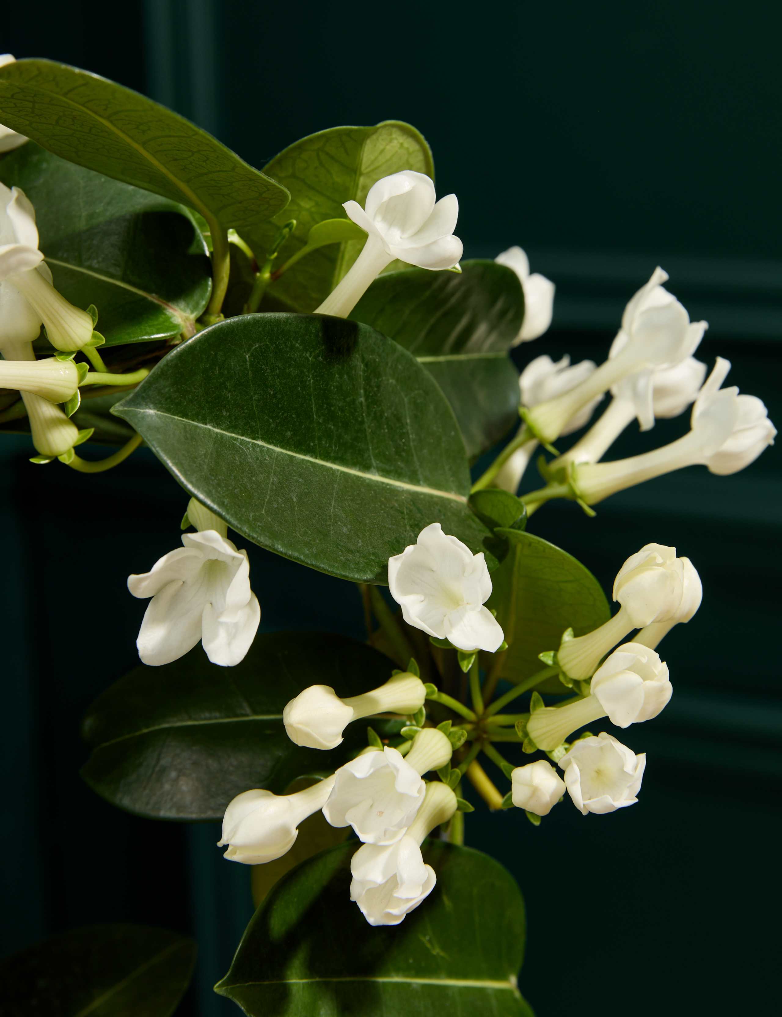 Stephanotis Hoop in Ceramic Pot 2 of 4