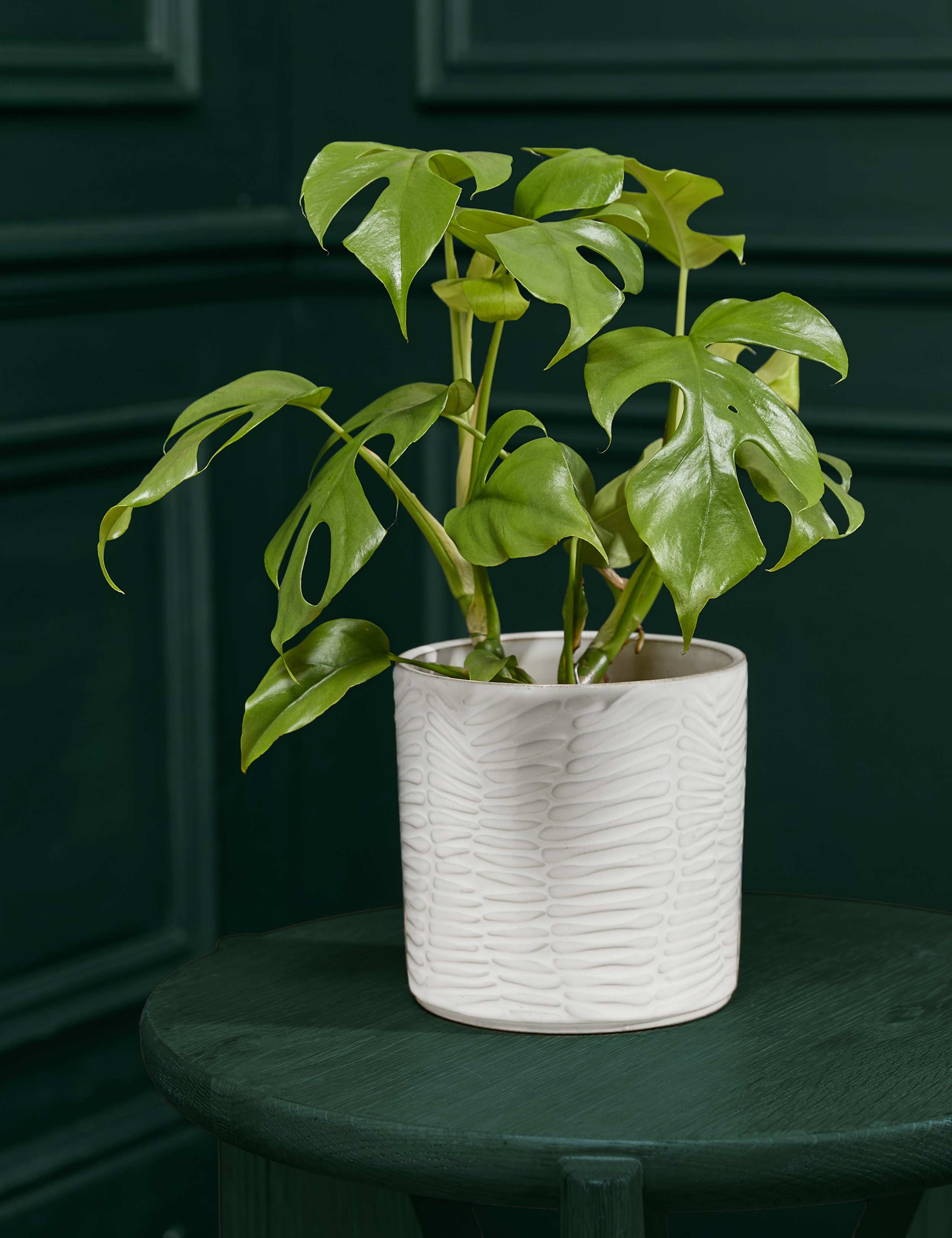Small Monstera Minima in Ceramic Pot 1 of 5