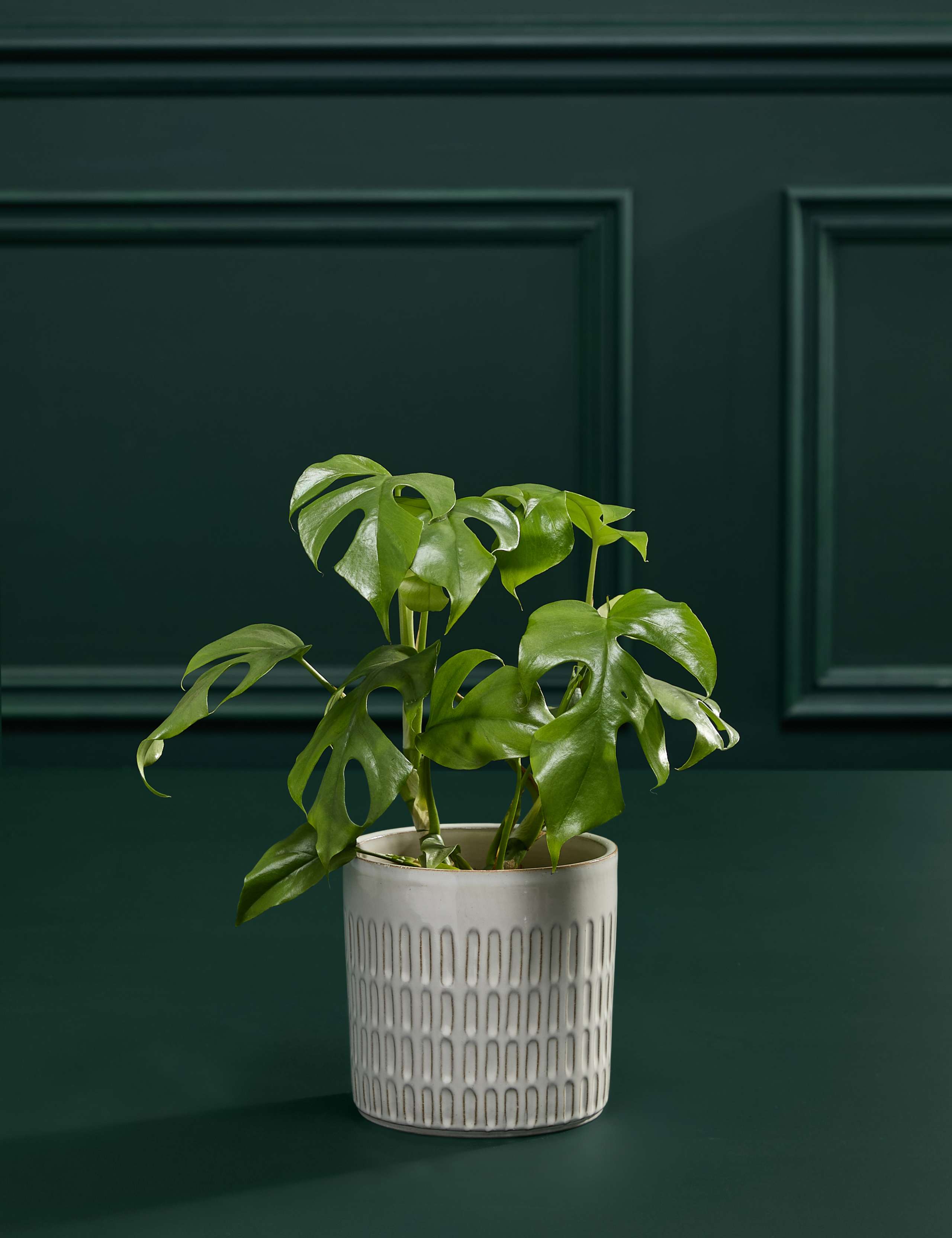 Medium Monstera Minima in Ceramic Pot 3 of 5