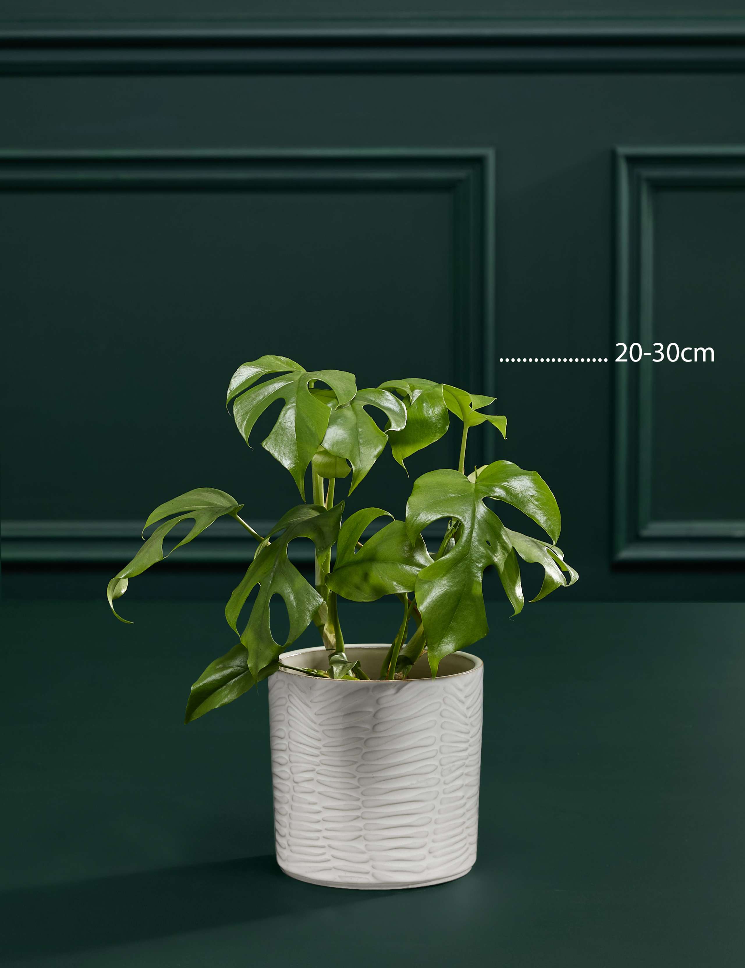 Small Monstera Minima in Ceramic Pot 3 of 5
