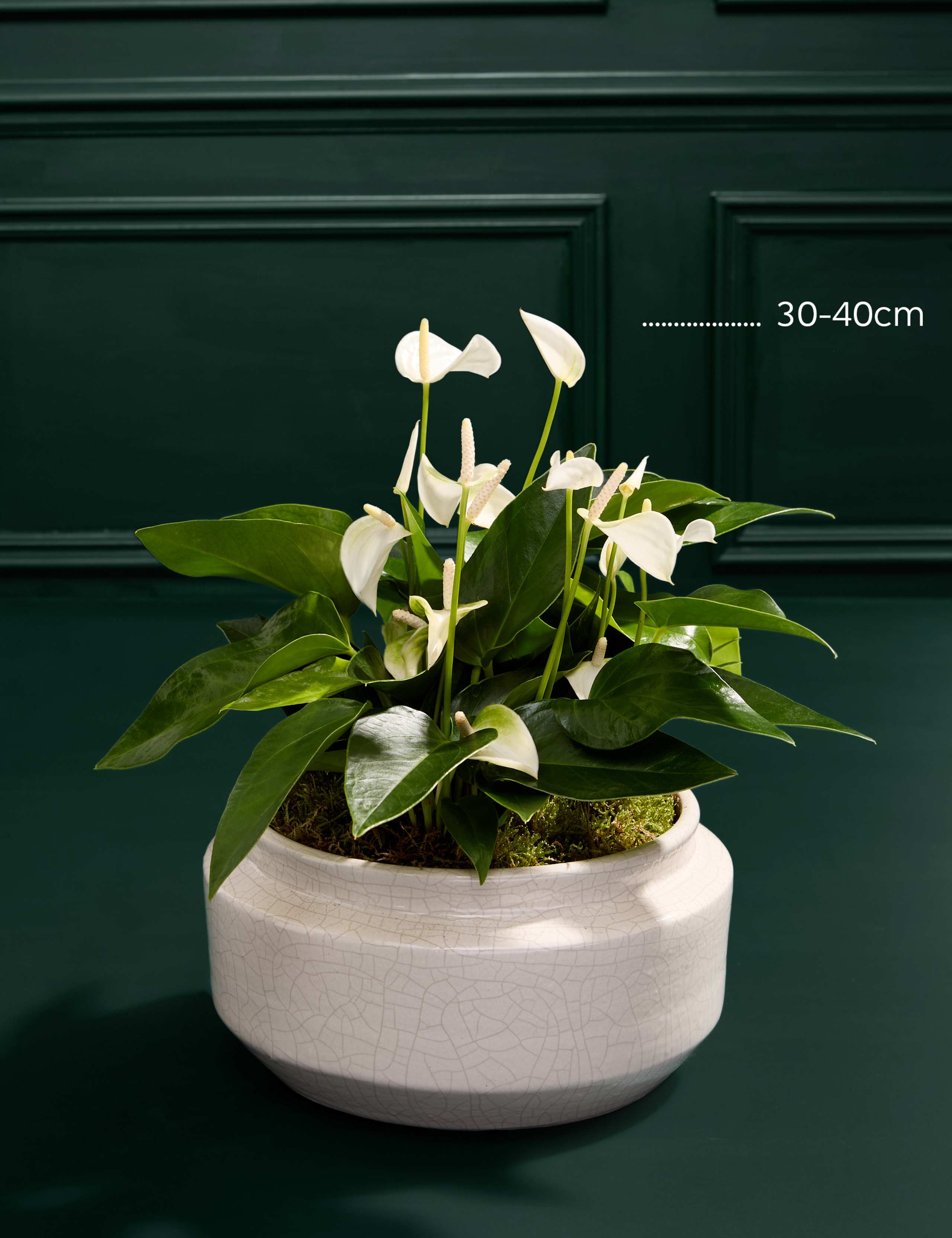 Anthurium Centrepiece with Ceramic Bowl 3 of 3