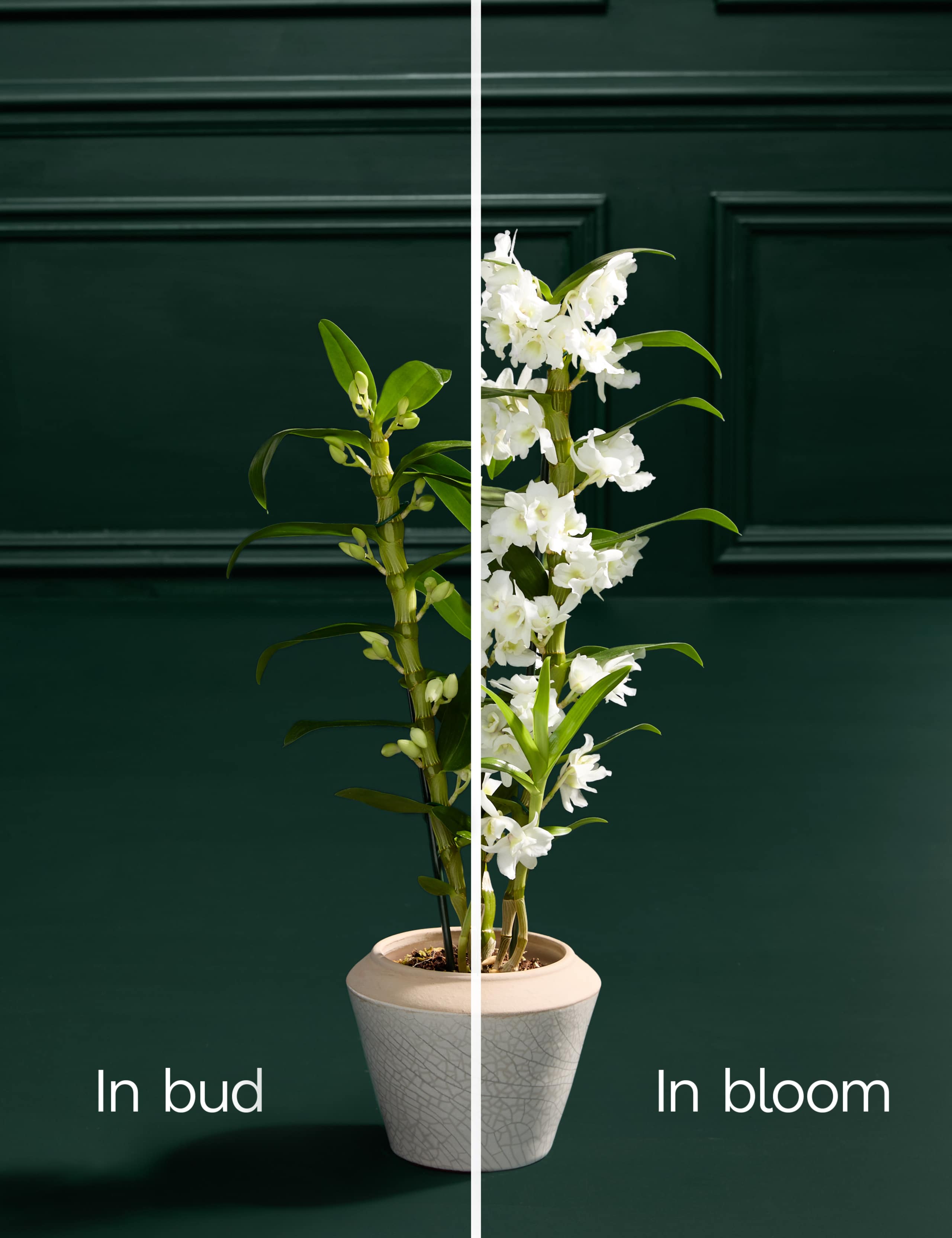 White Dendrobium Orchid with Glazed Pot 4 of 4