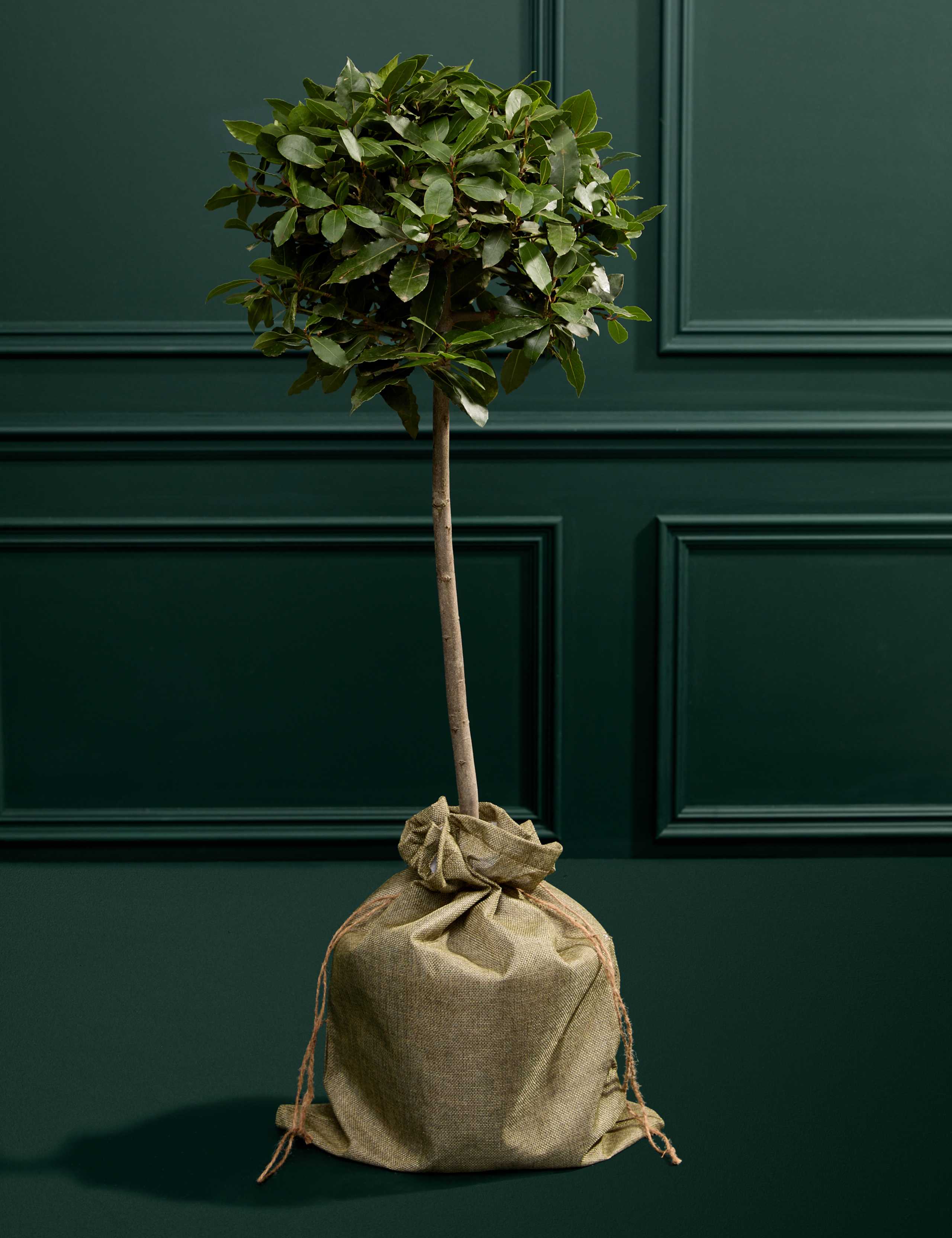 Bay Tree in Hessian Gift Bag 3 of 3