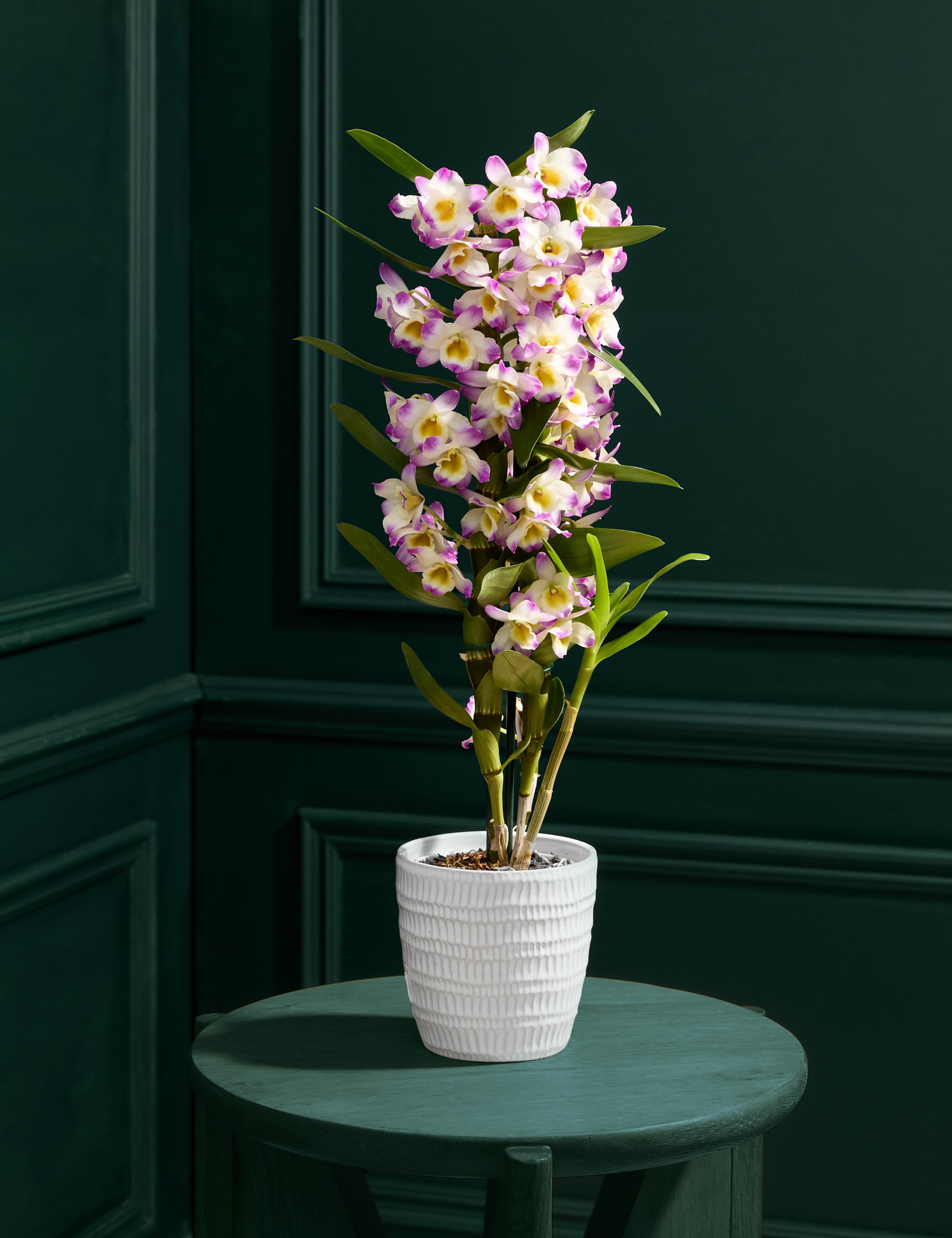 Pink Dendrobium Orchid in Ceramic Pot 1 of 5