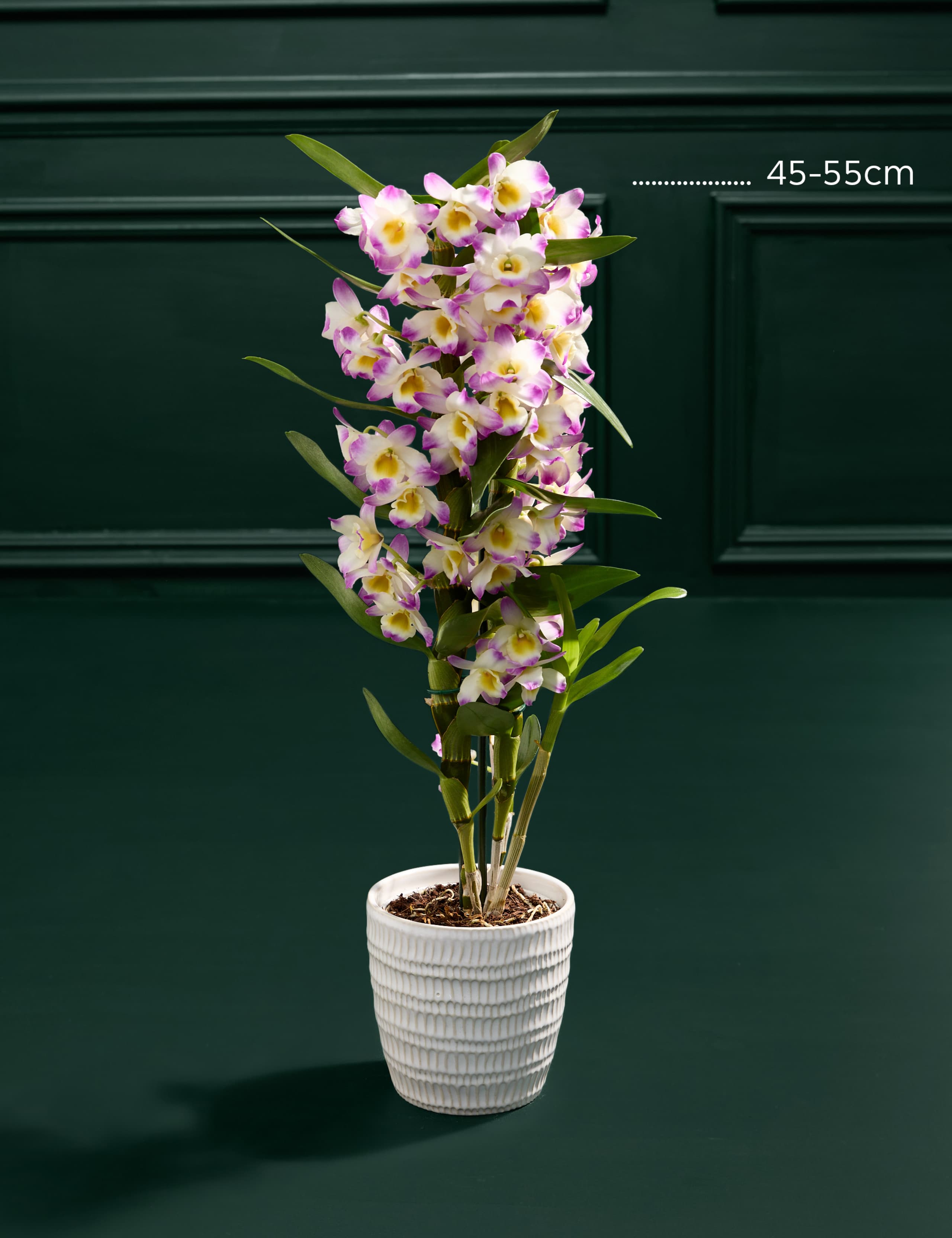 Pink Dendrobium Orchid in Ceramic Pot 3 of 5