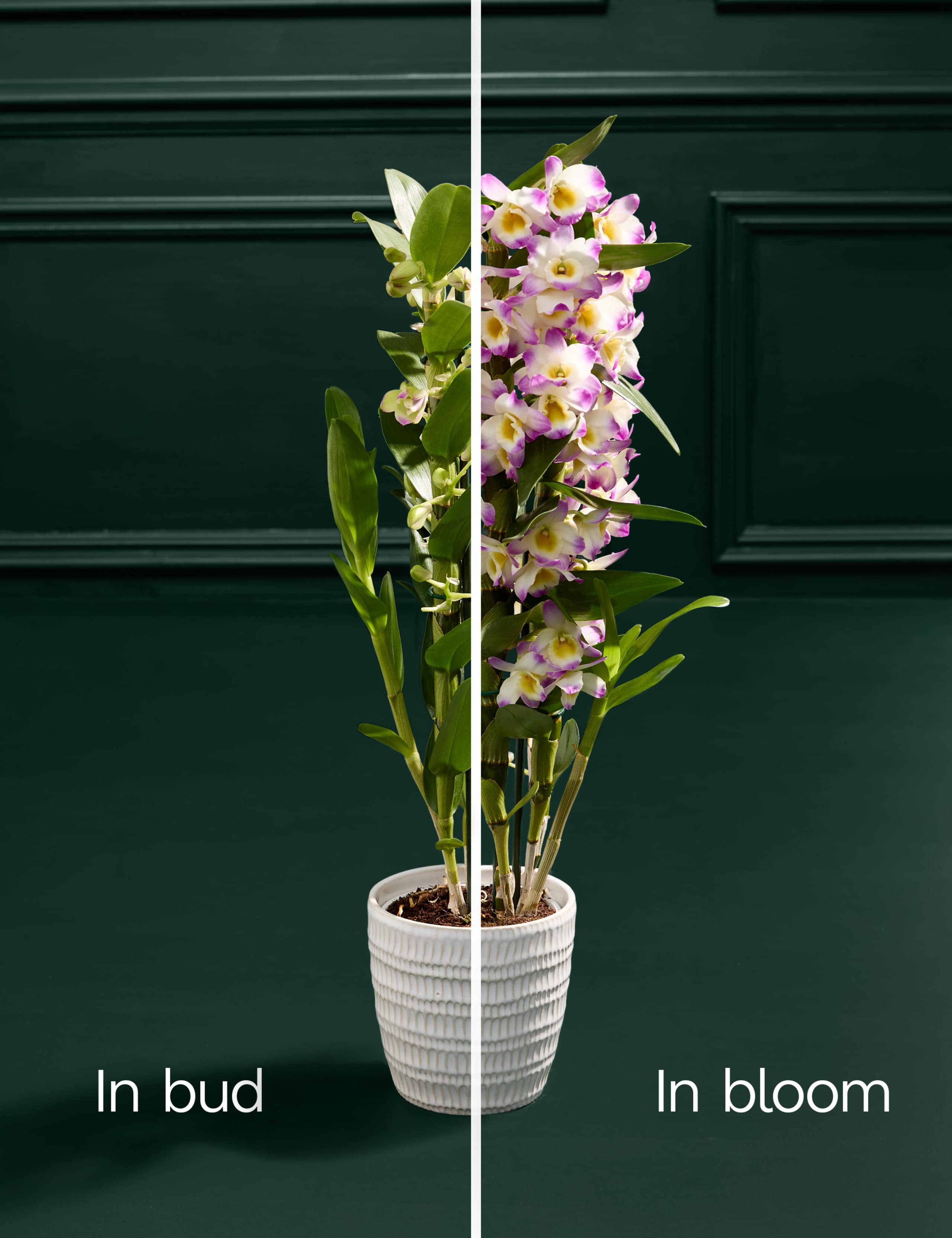 Pink Dendrobium Orchid in Ceramic Pot 4 of 5