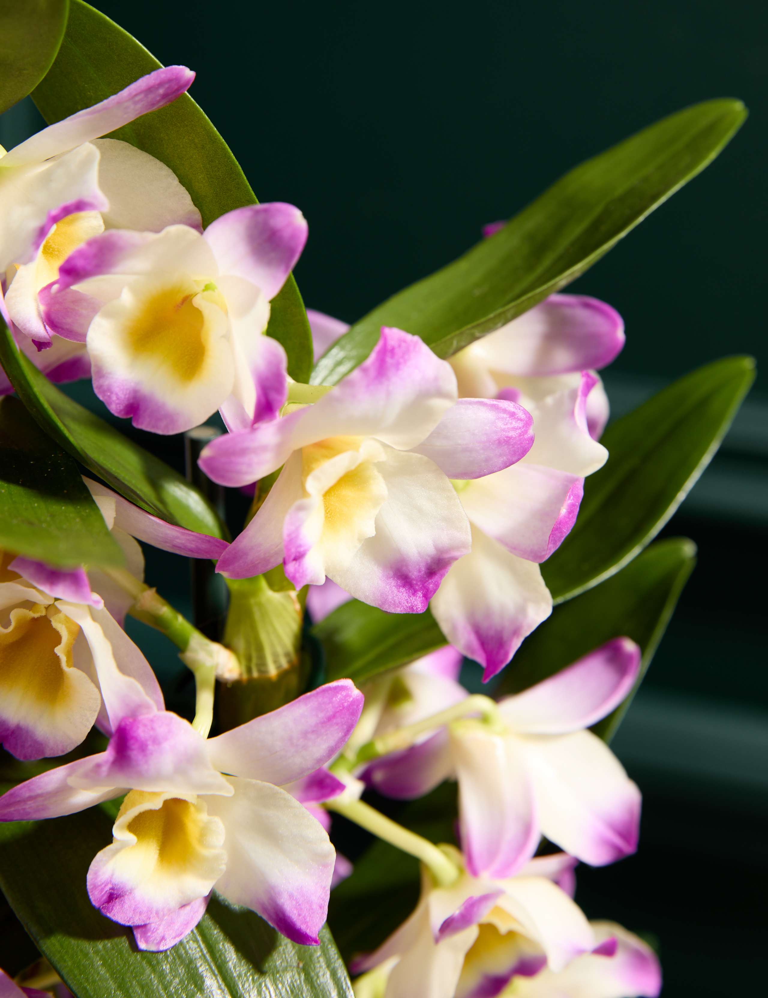 Pink Dendrobium Orchid in Ceramic Pot 2 of 5