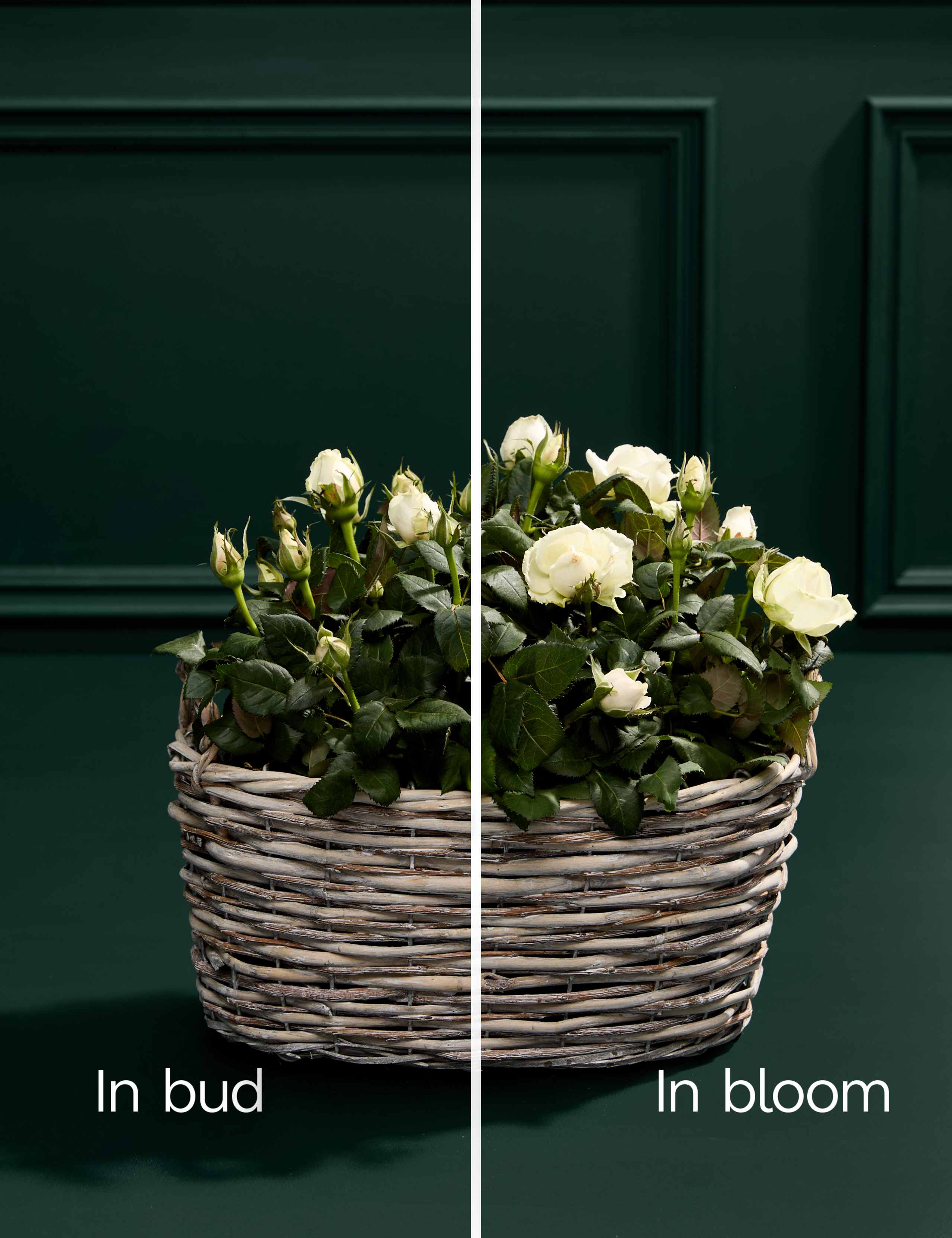 Mum's White Luxury Rose Basket 4 of 4