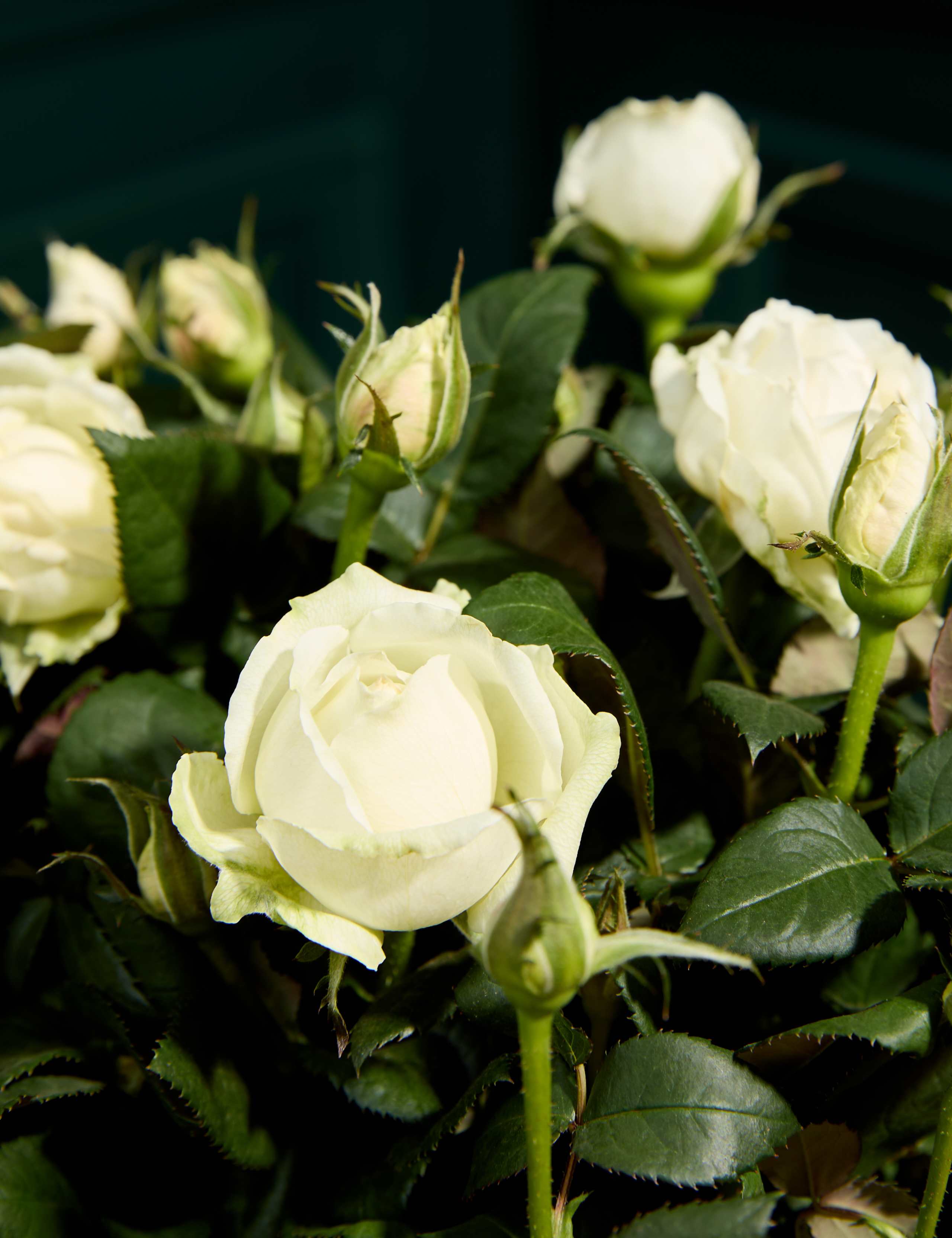 Mum's White Luxury Rose Basket 2 of 4