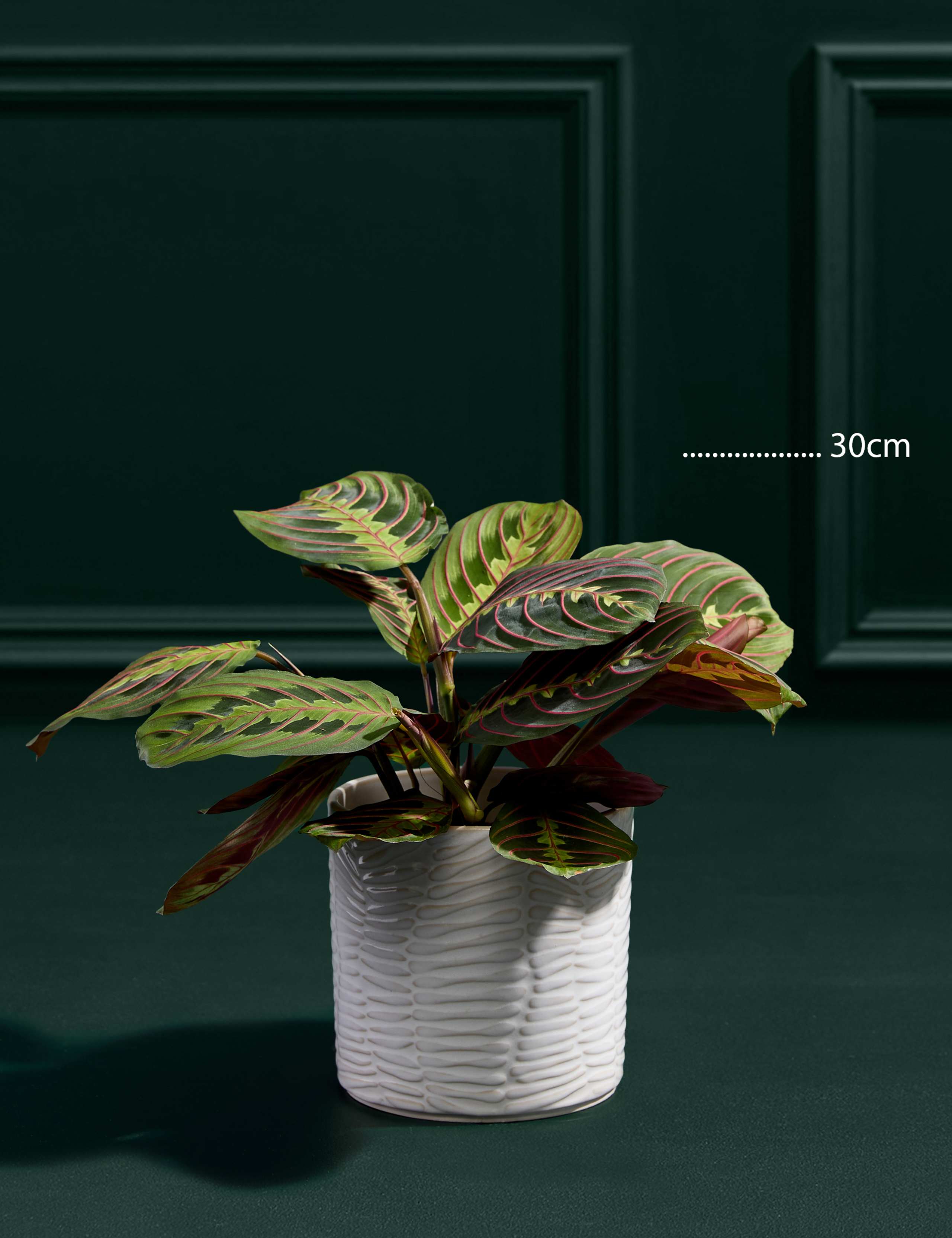 Medium Maranta in Ceramic Pot 3 of 5