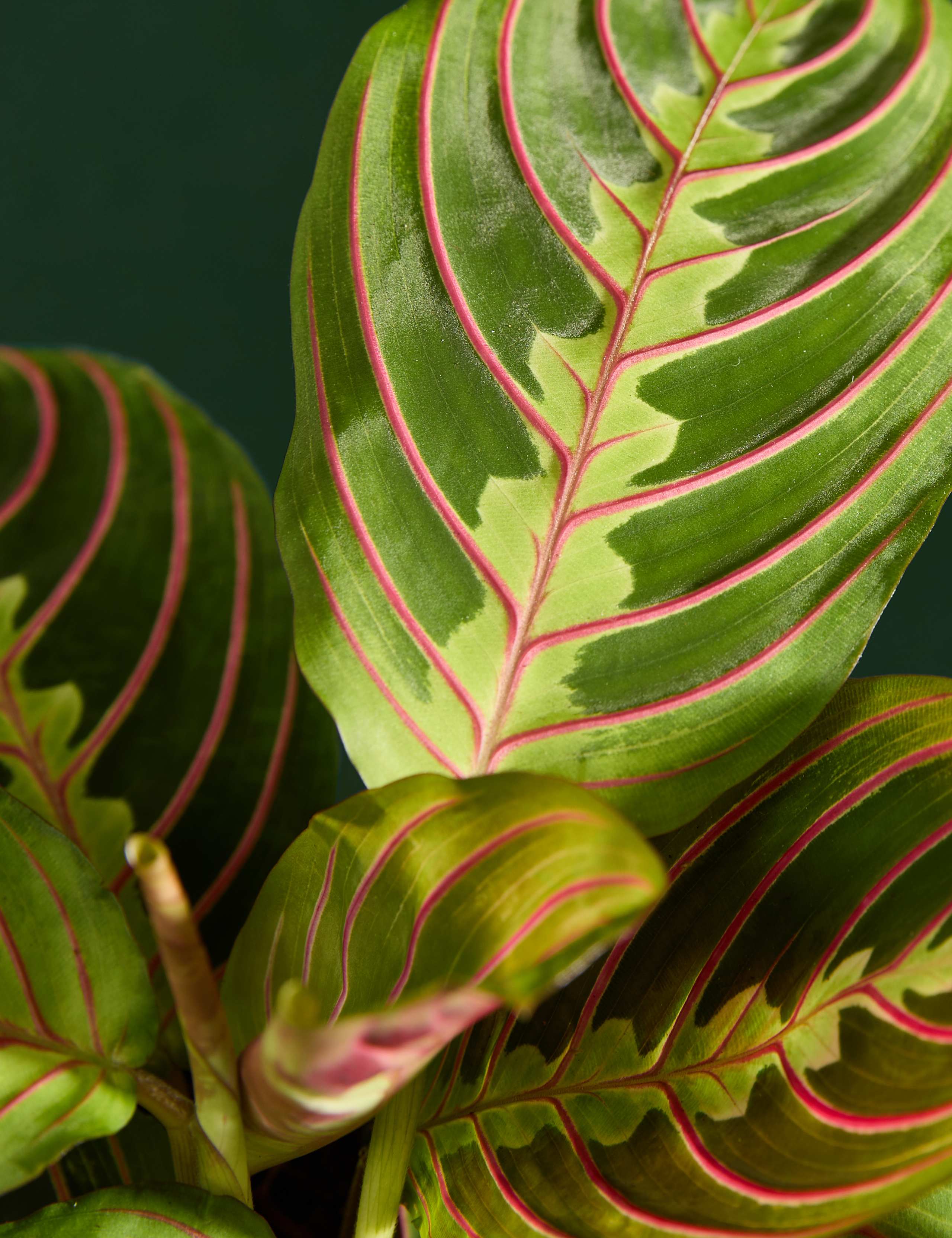 Maranta in Ceramic Pot 2 of 5