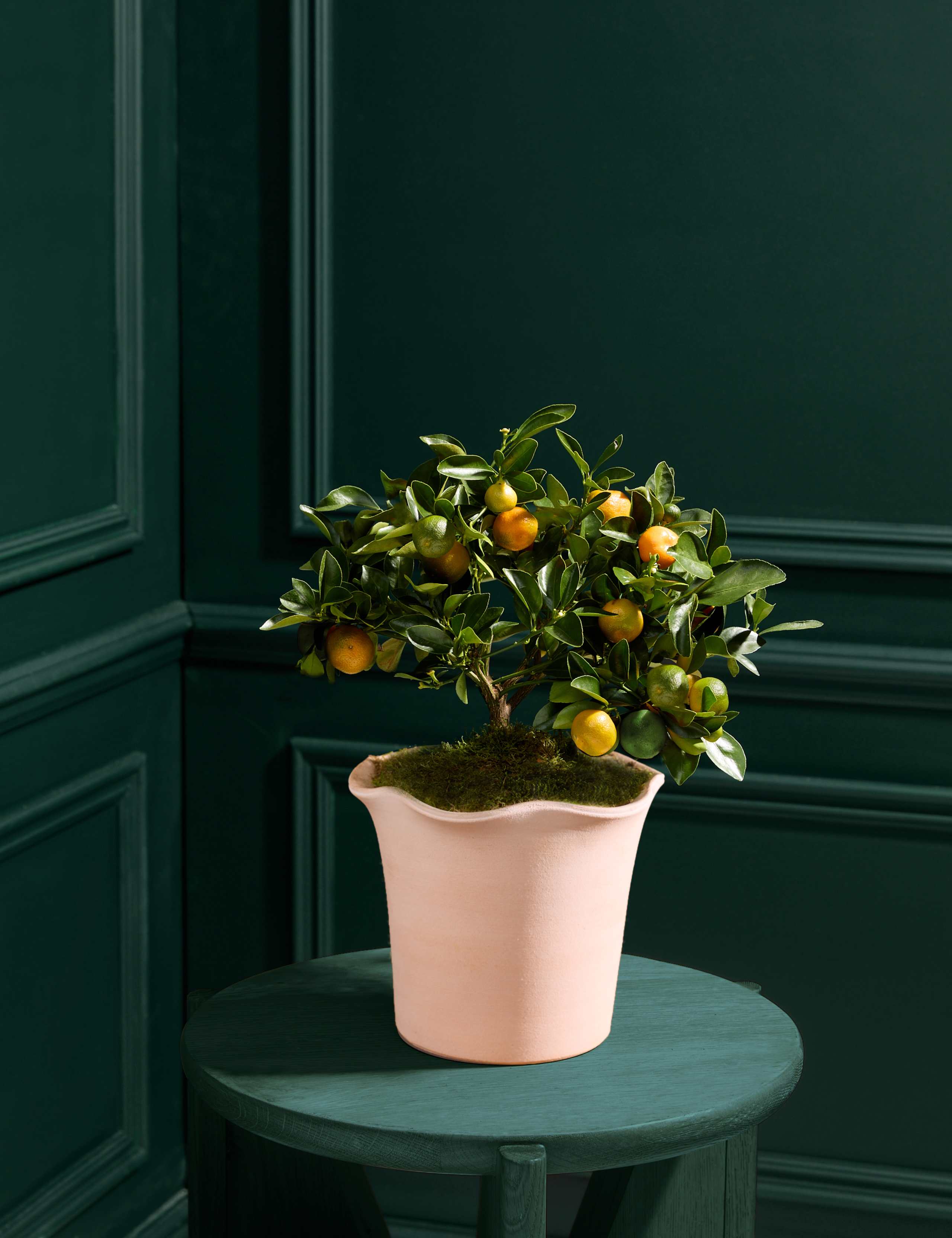 Citrus Plant  in Ceramic Pot 1 of 4