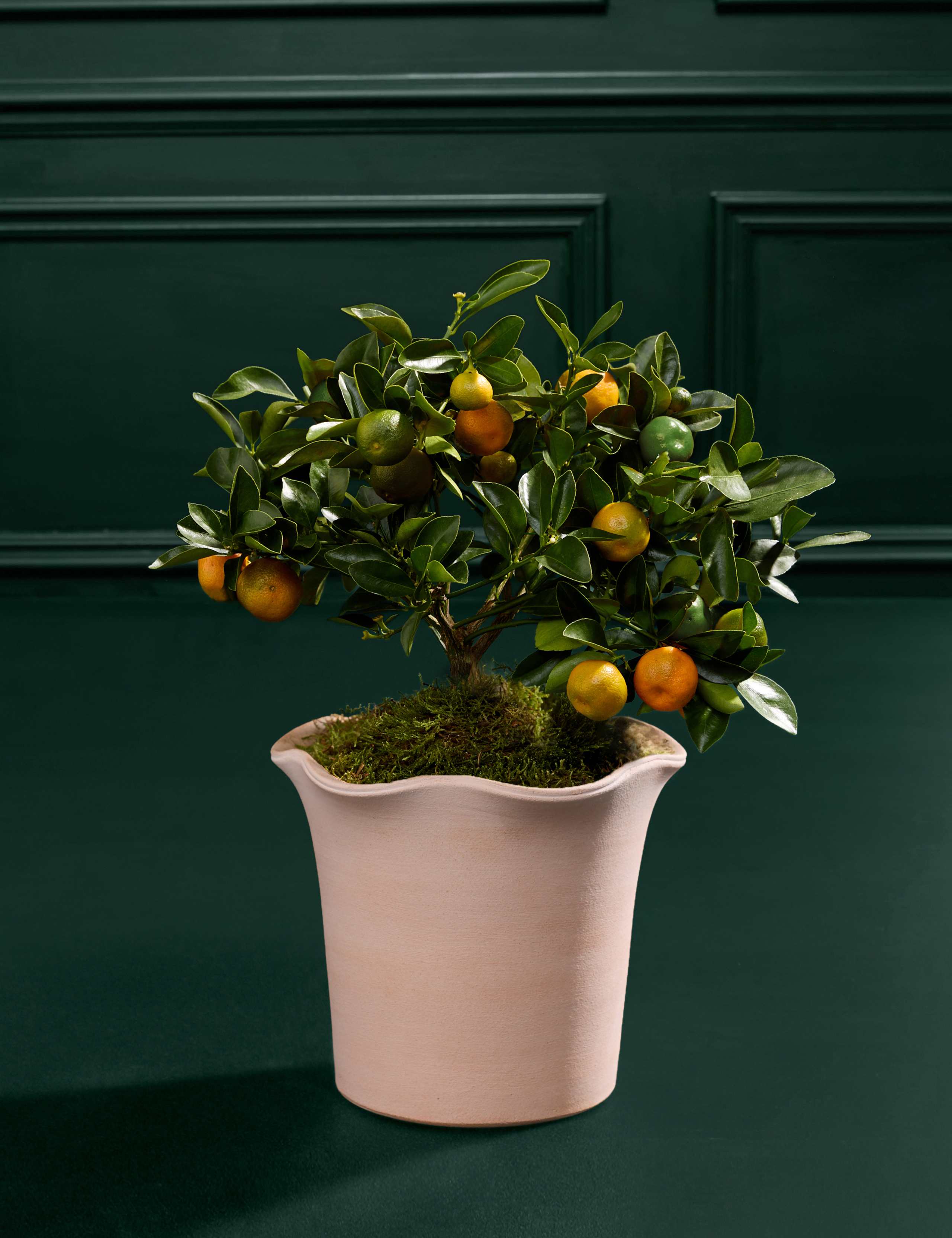Citrus Plant  in Ceramic Pot 3 of 4