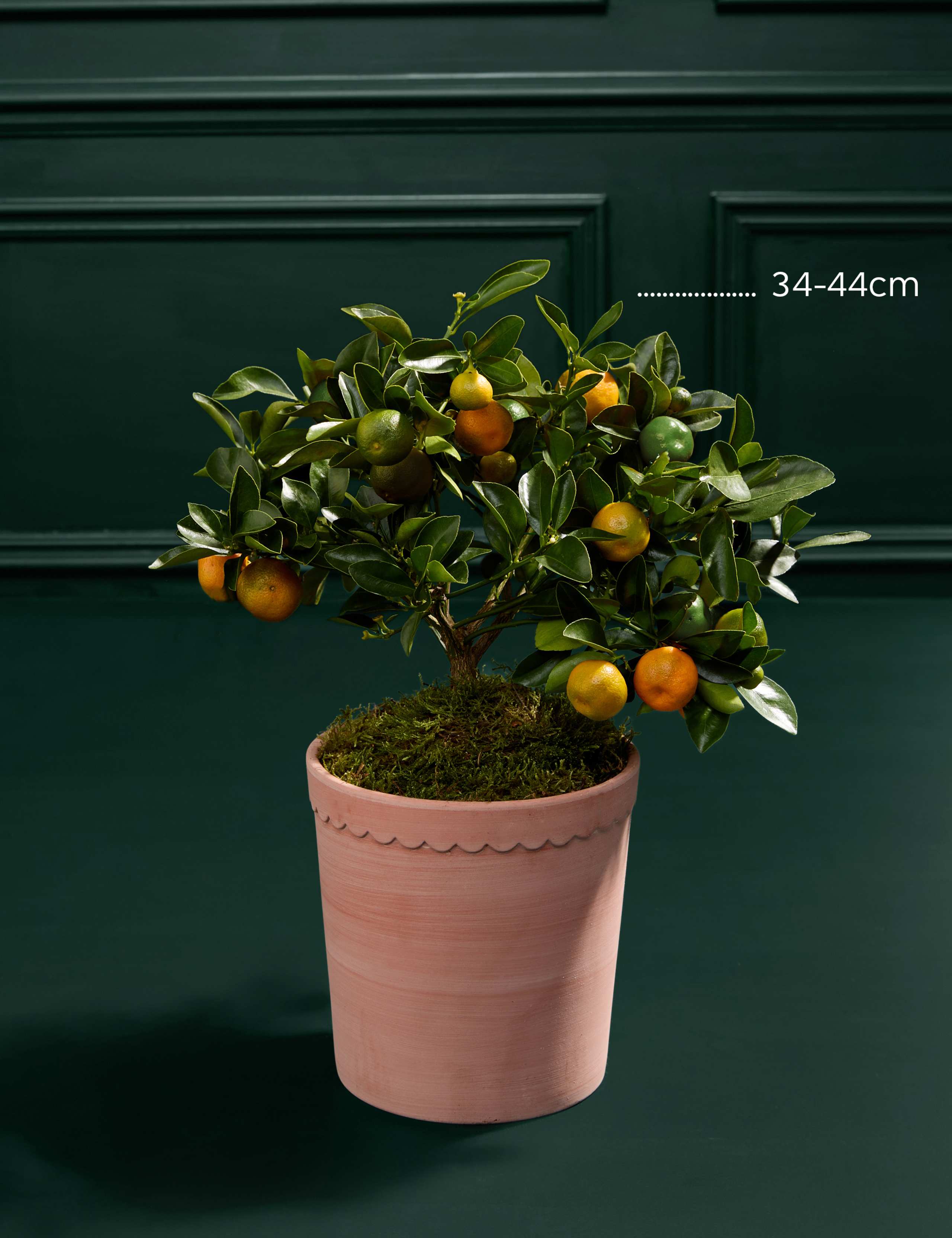 Citrus Tree in Ceramic Pot 3 of 3
