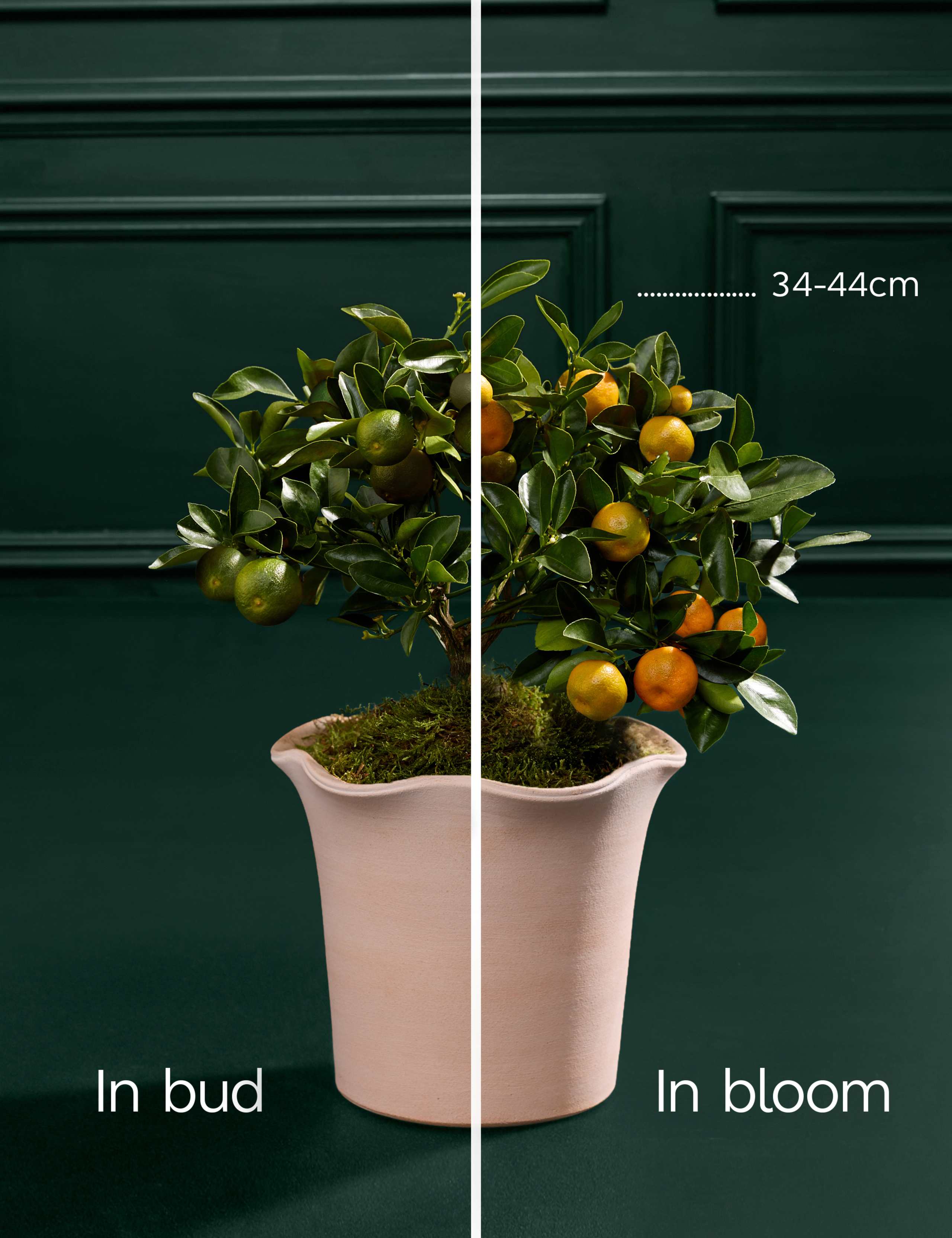 Citrus Plant  in Ceramic Pot 4 of 4