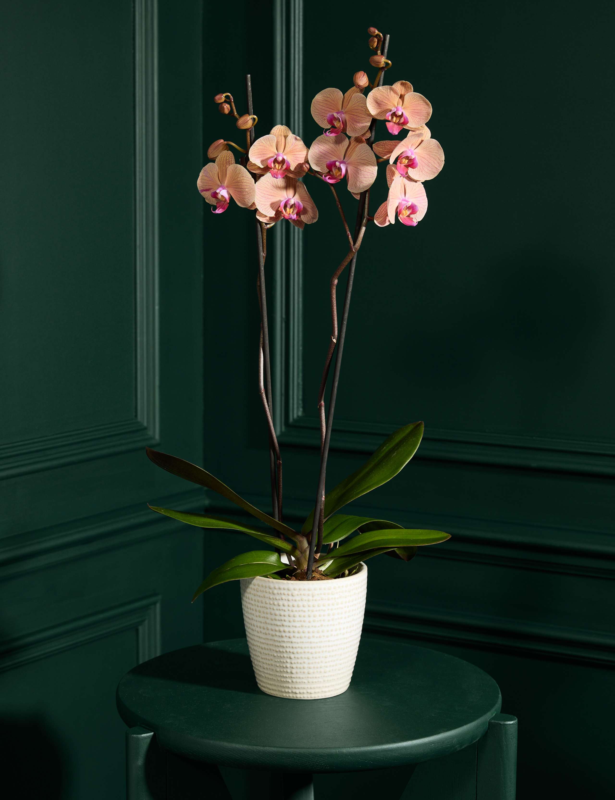 Peach Orchid in Ceramic Pot 1 of 3