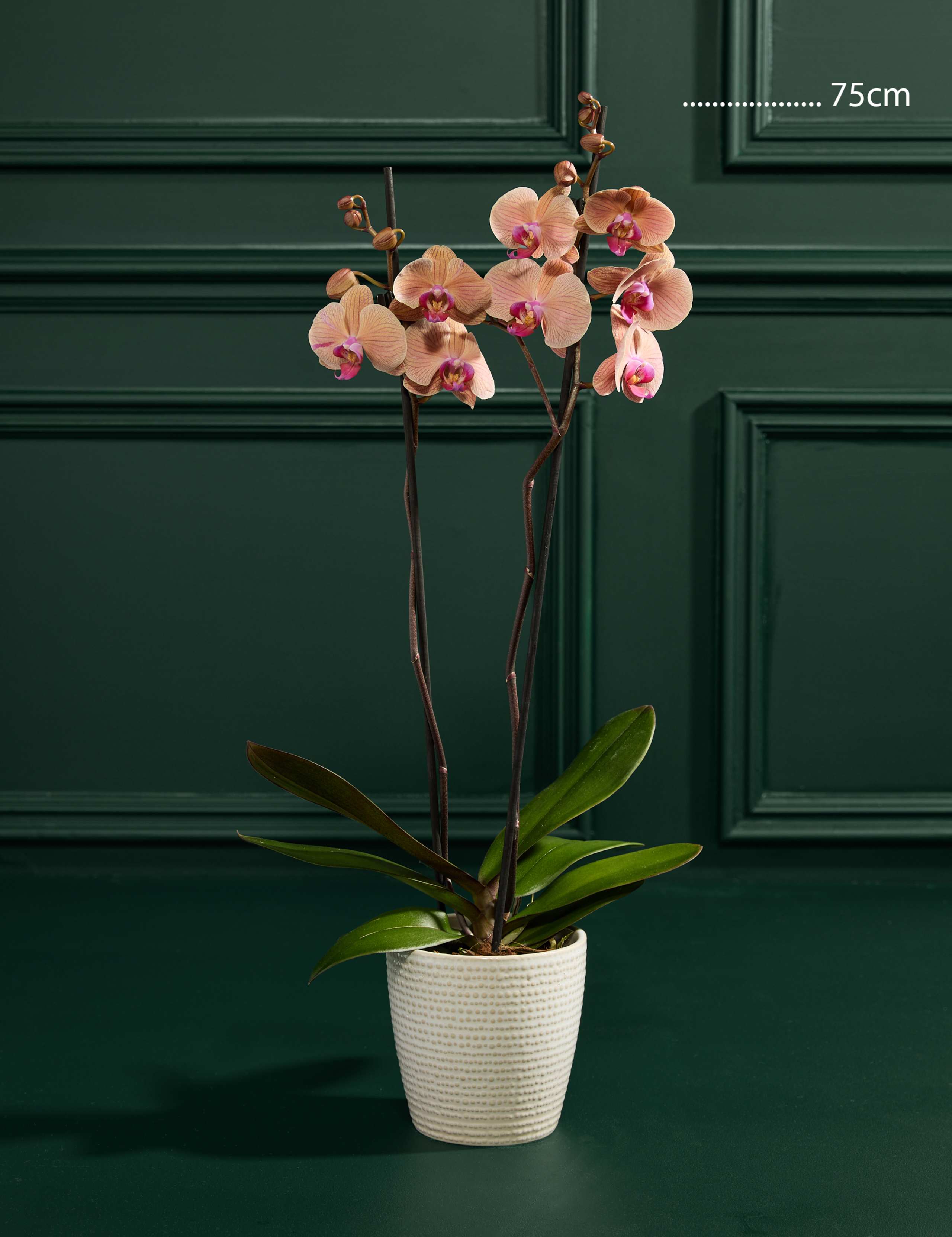 Peach Orchid in Ceramic Pot 3 of 3