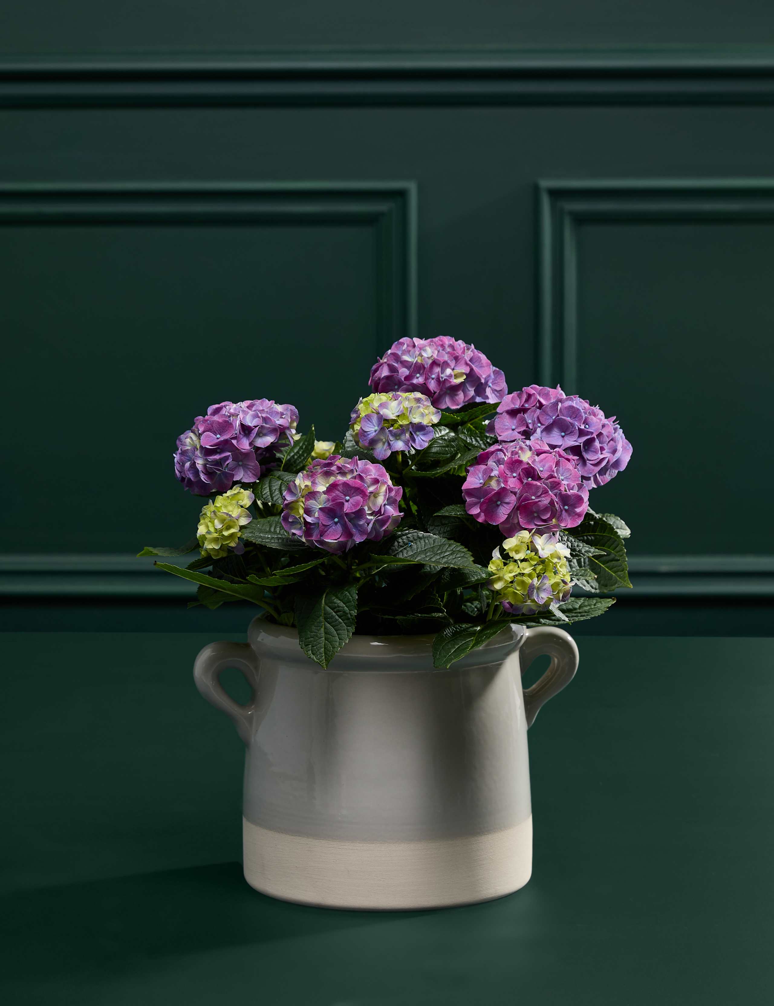 Mum's Hydrangea with Sky Blue Ceramic Pot 3 of 4